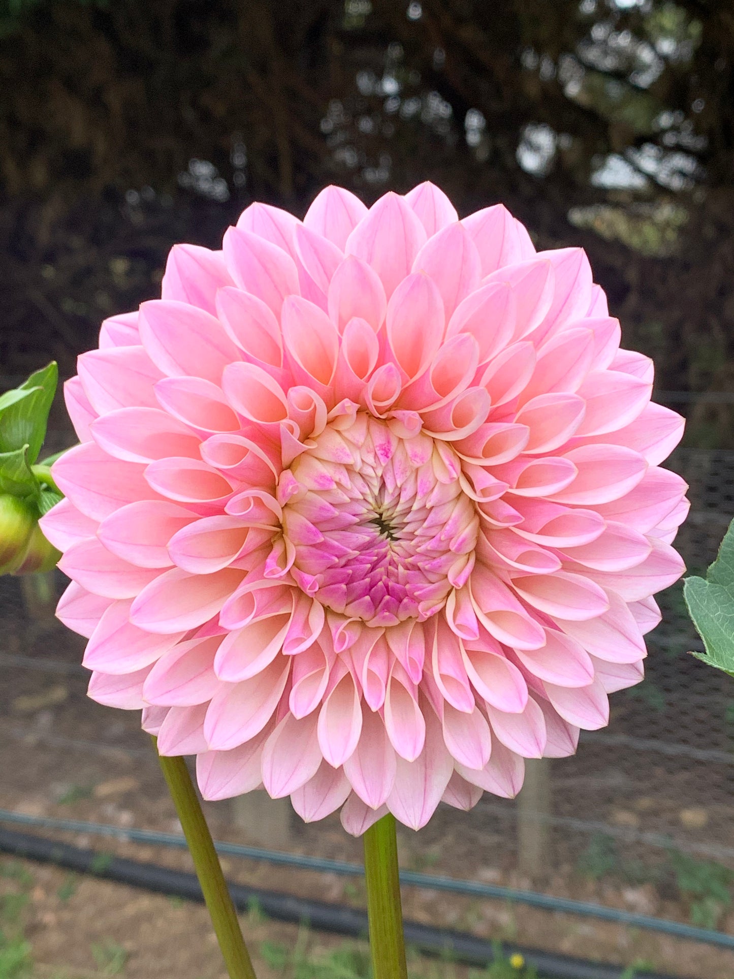 Dahlia Tuber: Coralie