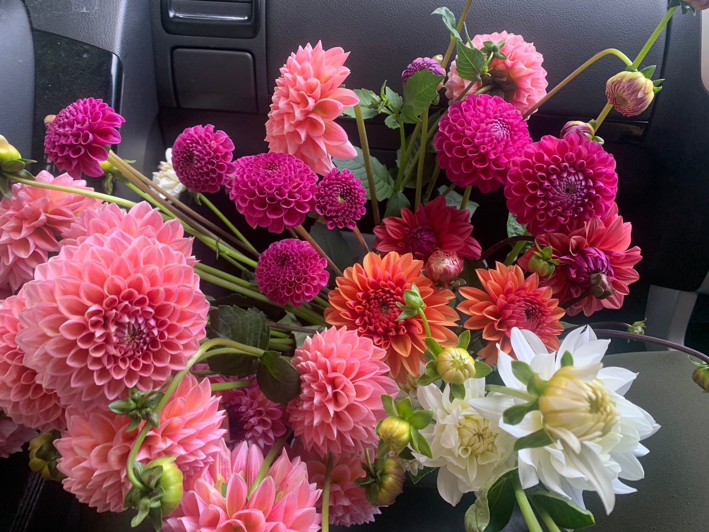 Dahlia tuber pack - 12x tubers