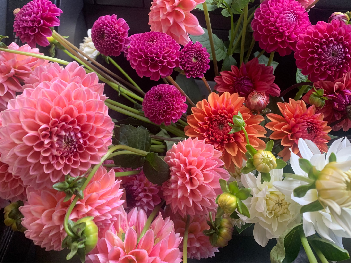 Dahlia tuber pack - 12x tubers