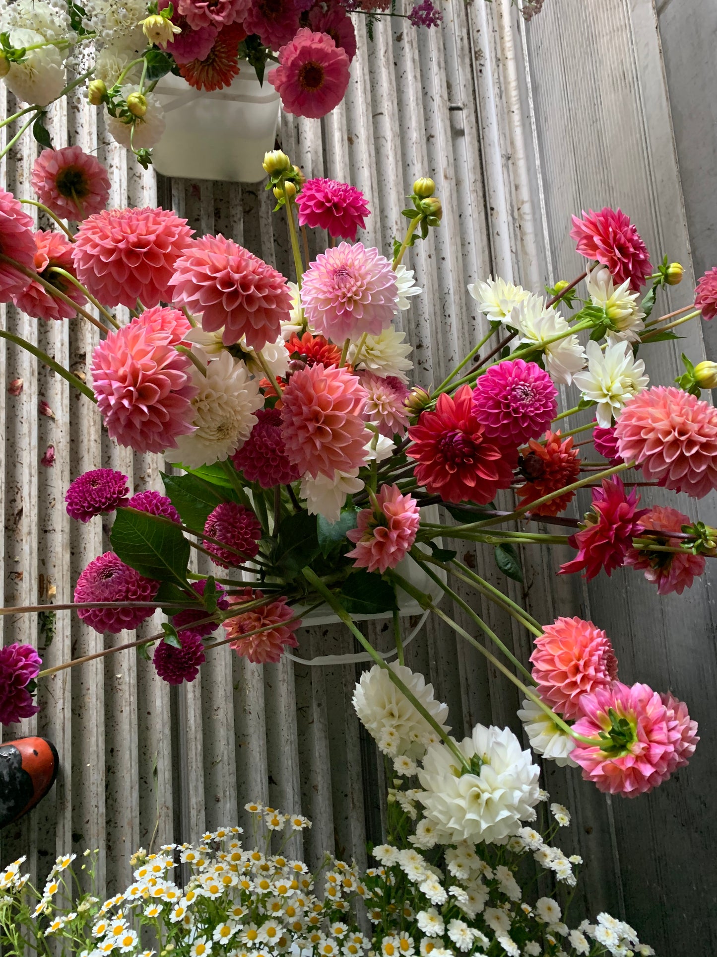 Dahlia tuber pack - 12x tubers