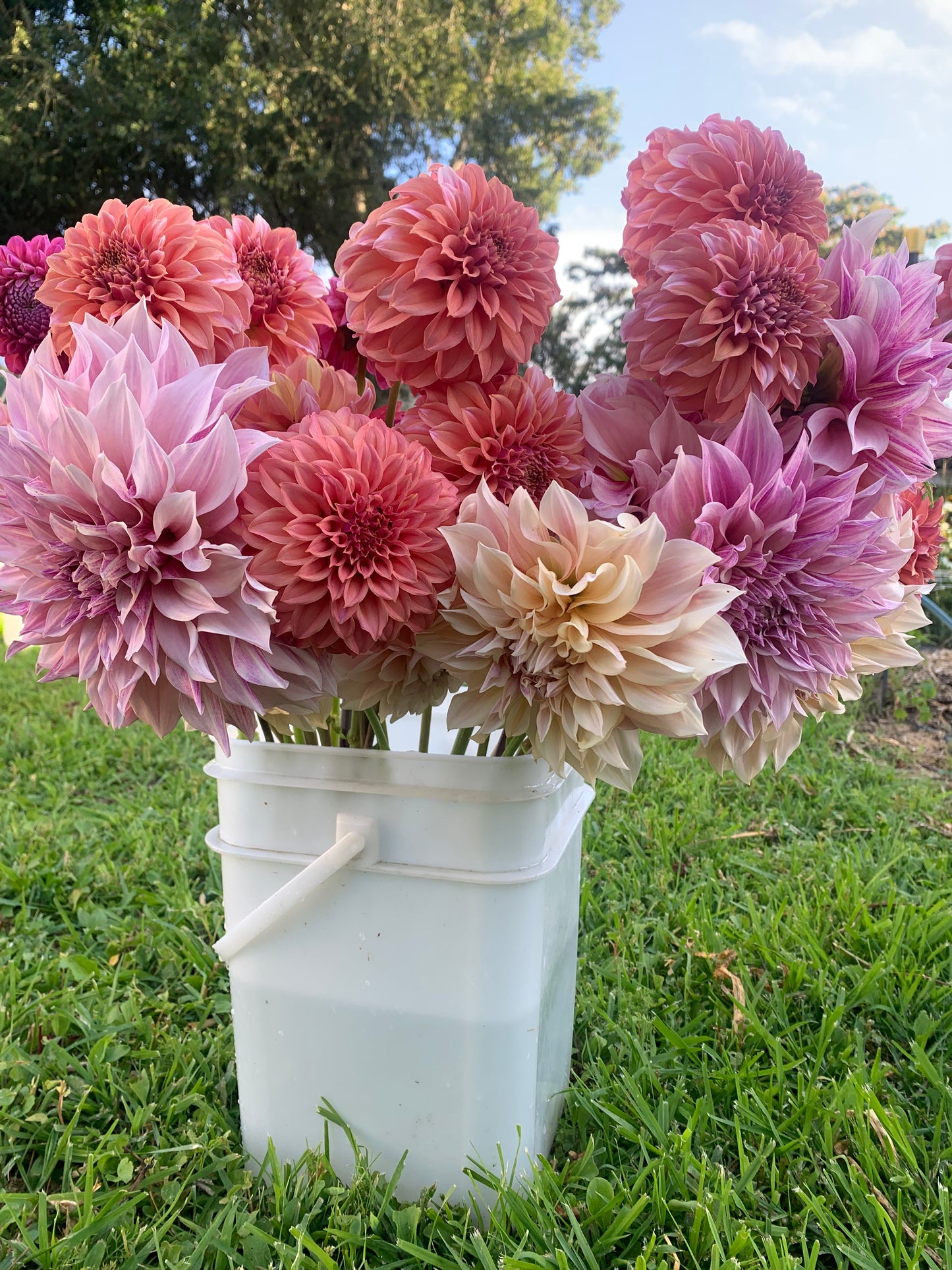 Dahlia Tuber: Peaches n Cream 'orange version'