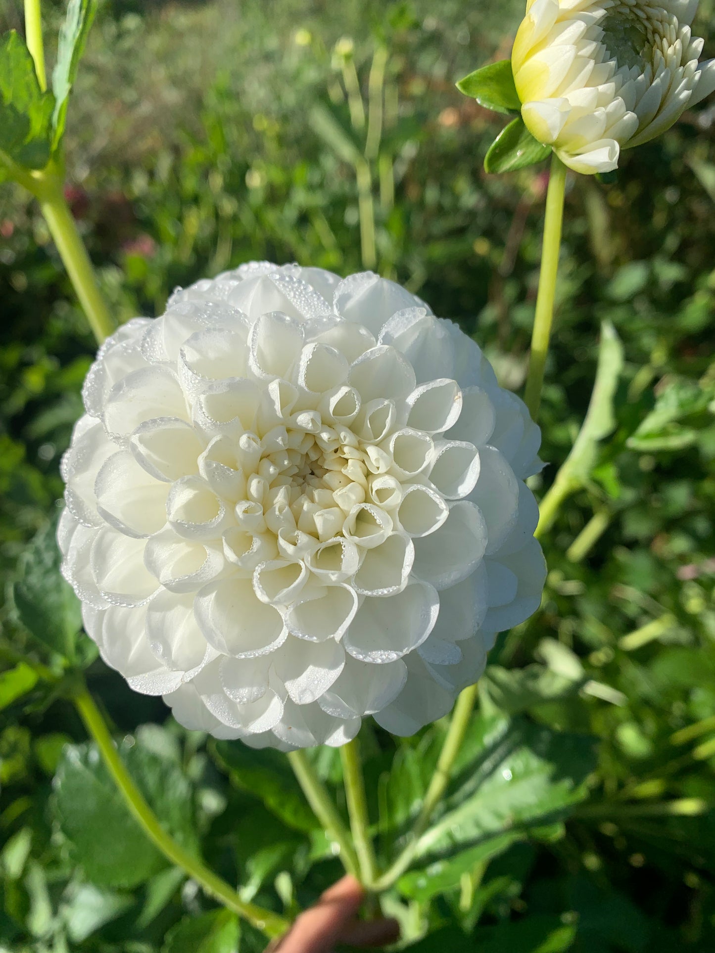 Dahlia Tuber: Orsett Beauty