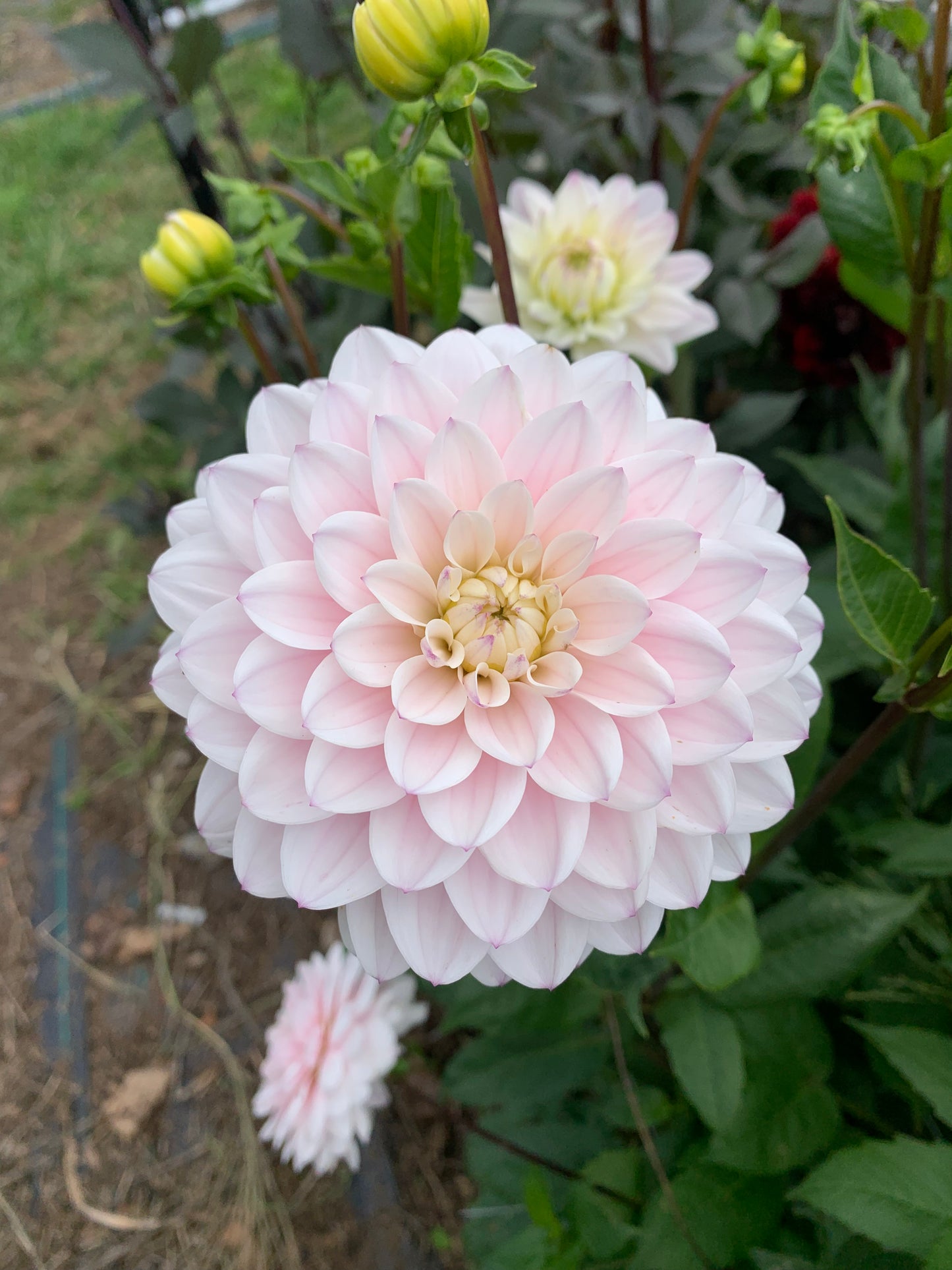 Dahlia Tuber: Silver Years