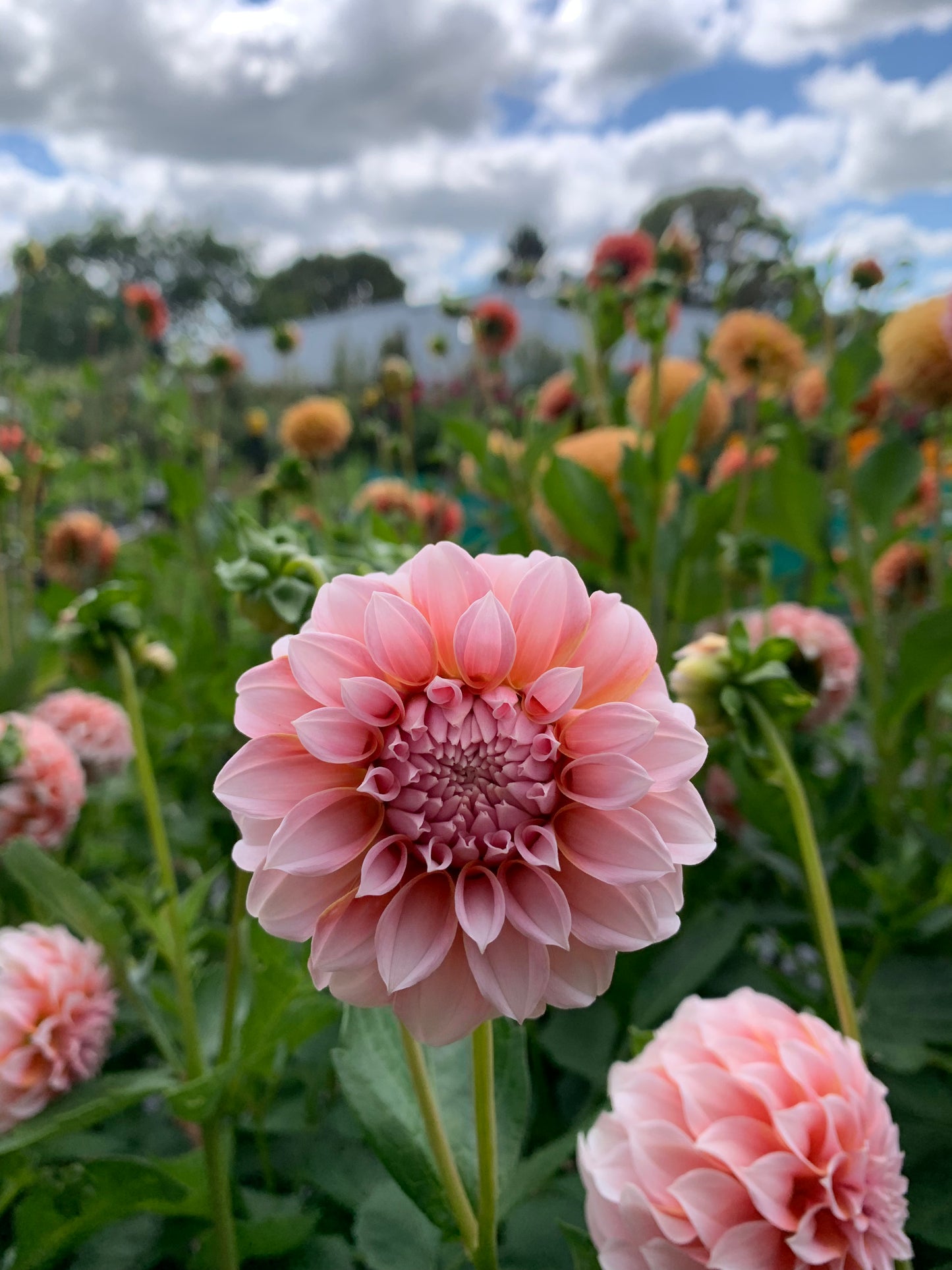 Dahlia Tuber: Peaches n Cream