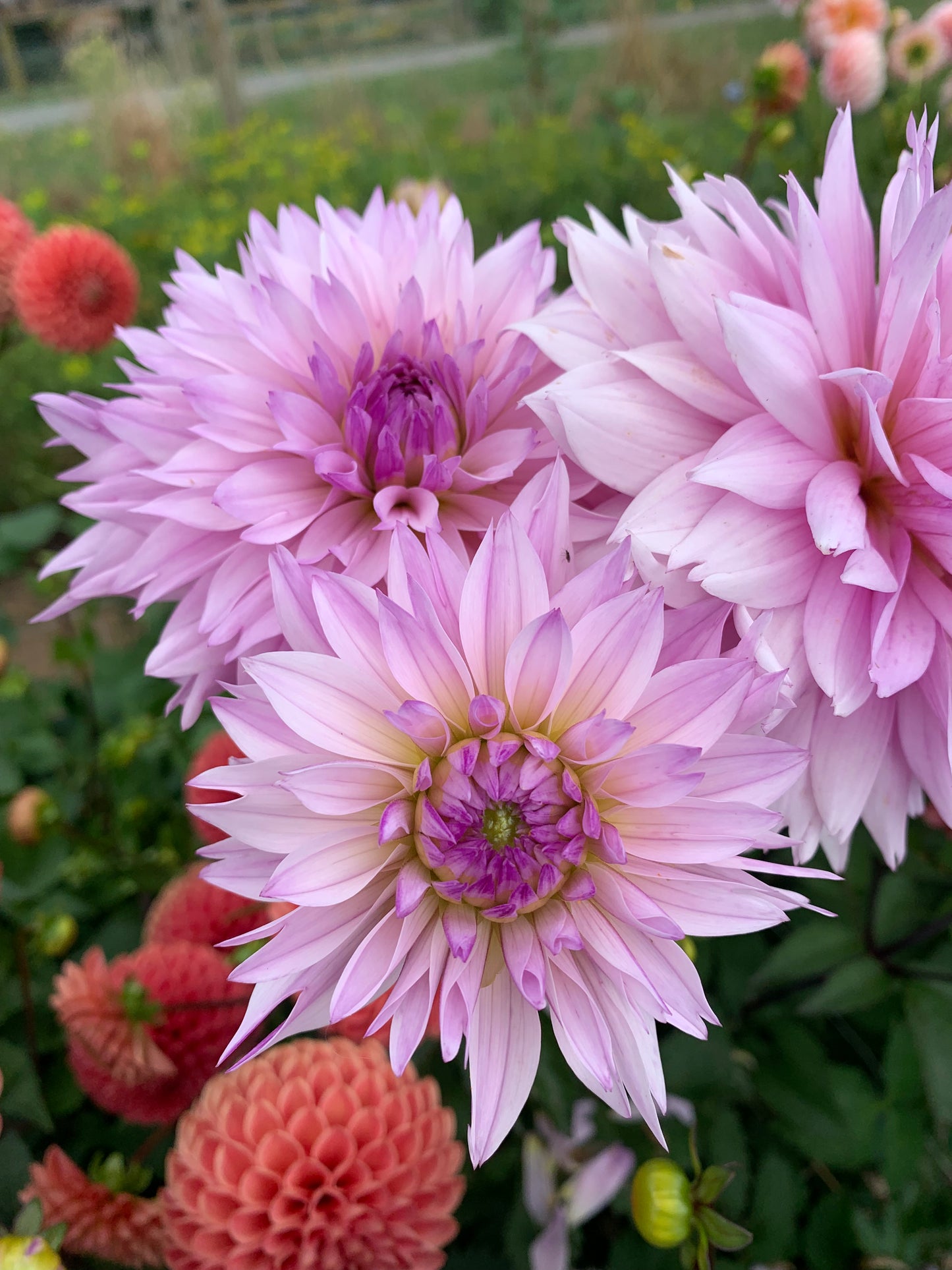 Dahlia Tuber: Pink Impact