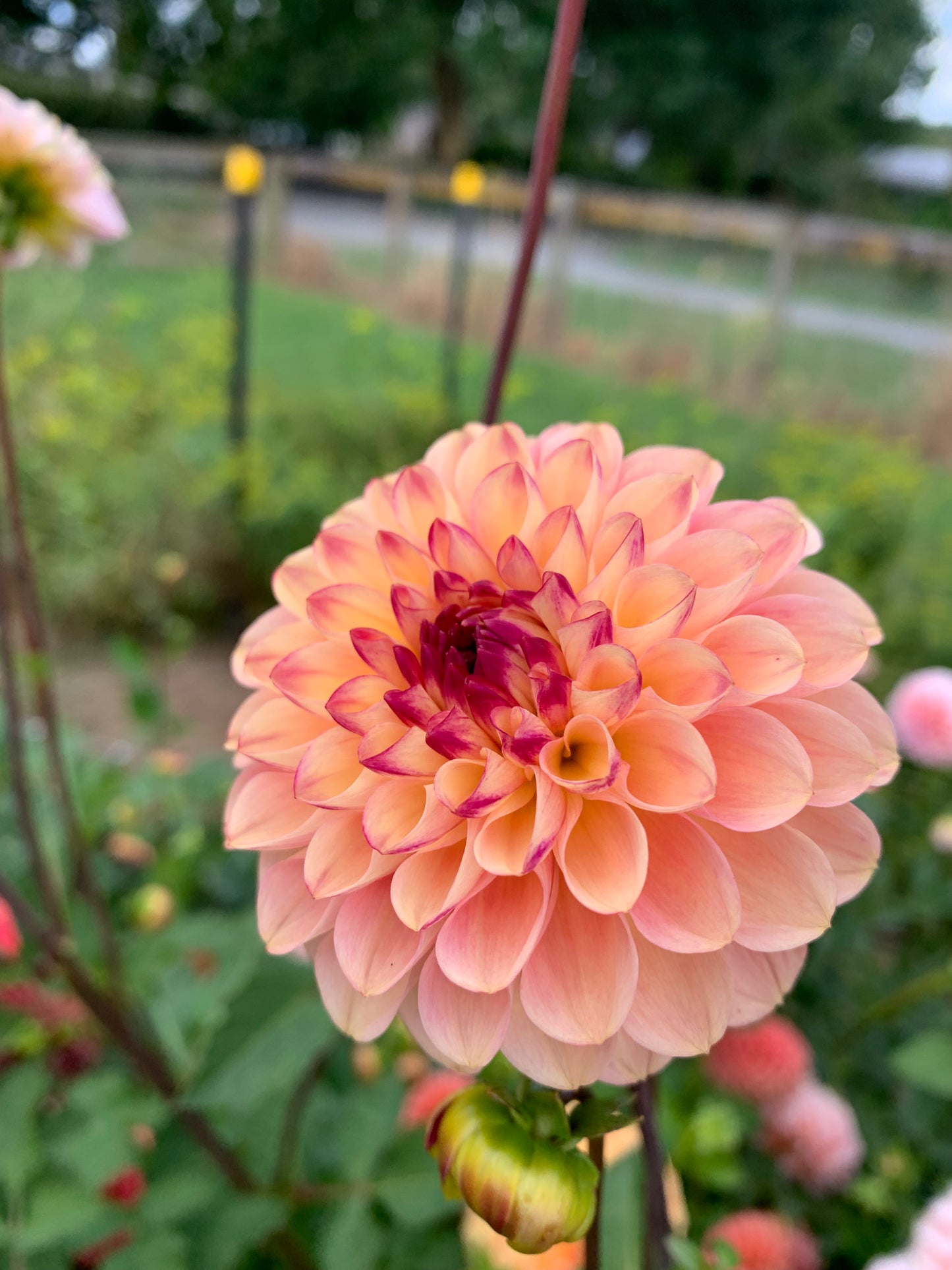 Dahlia Tuber: Wine Eyed Jill
