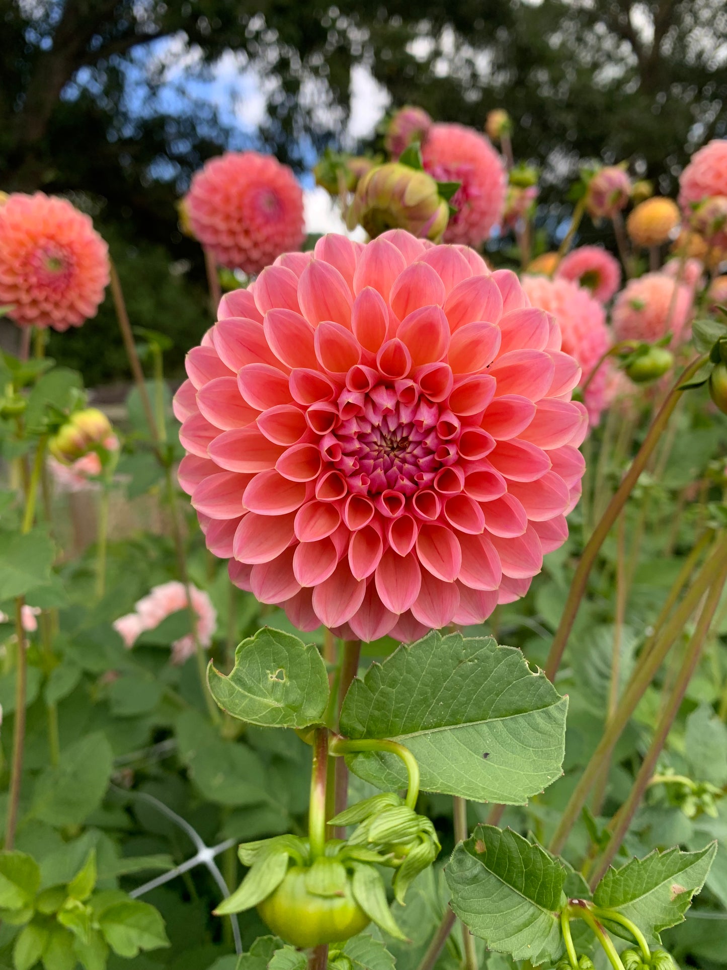 Dahlia Tuber: Lindas Baby