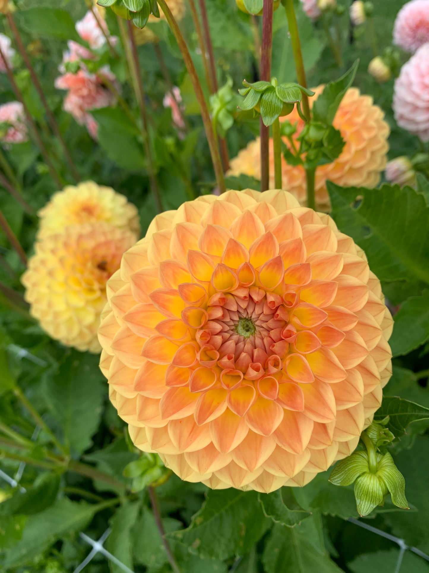 Dahlia Tuber: Blyton Softer Gleam