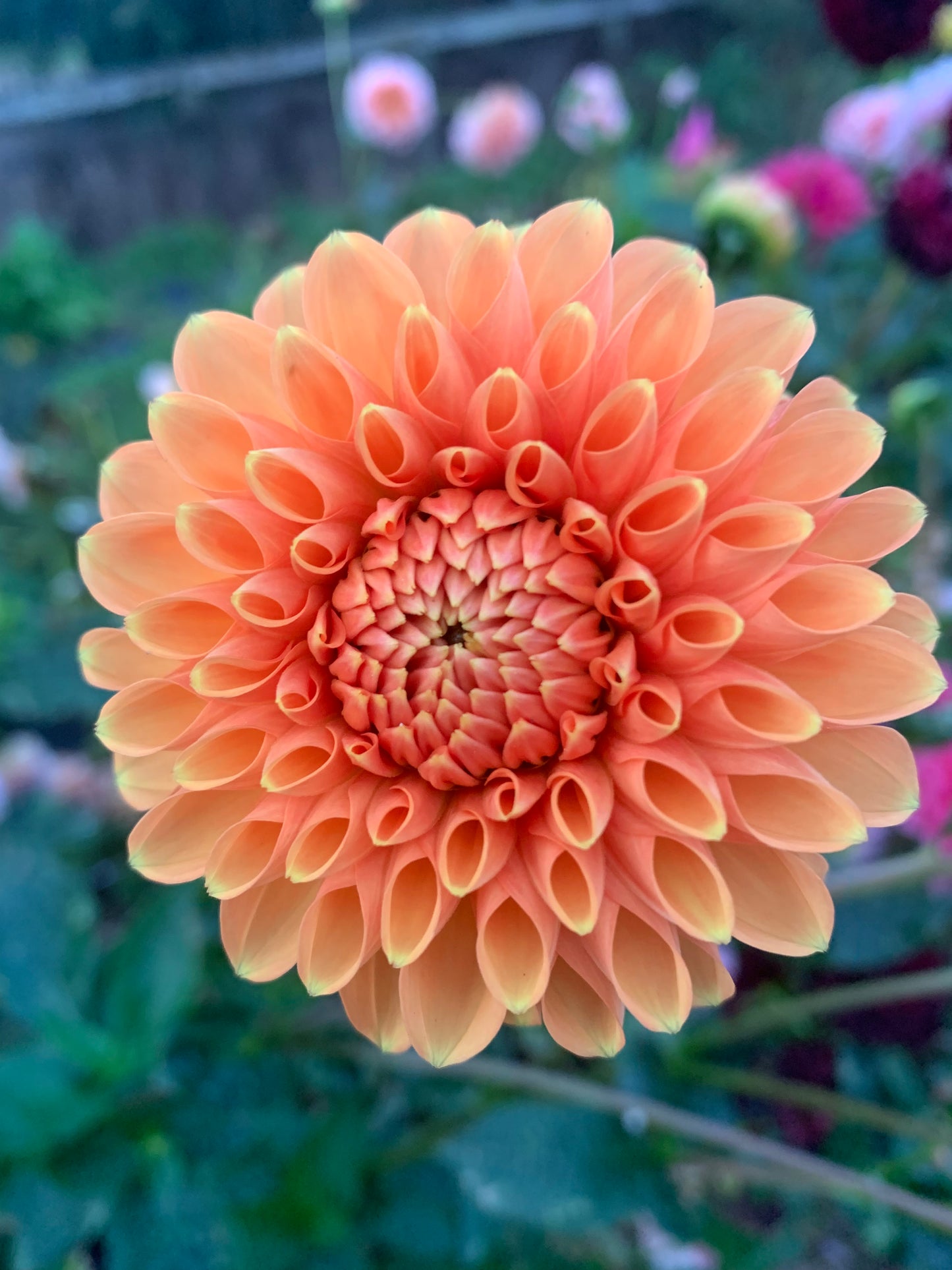 Dahlia Tuber: Maarn