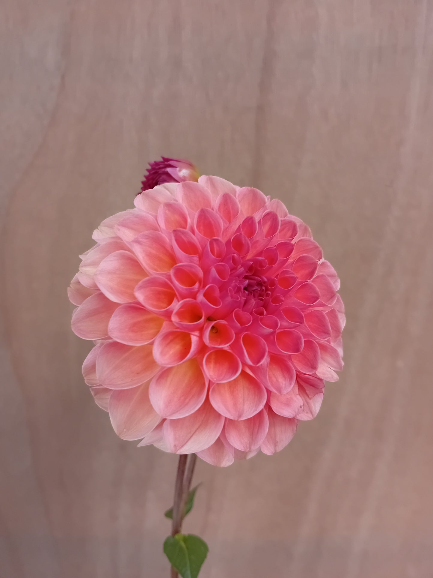 Dahlia Tuber: Sebastian