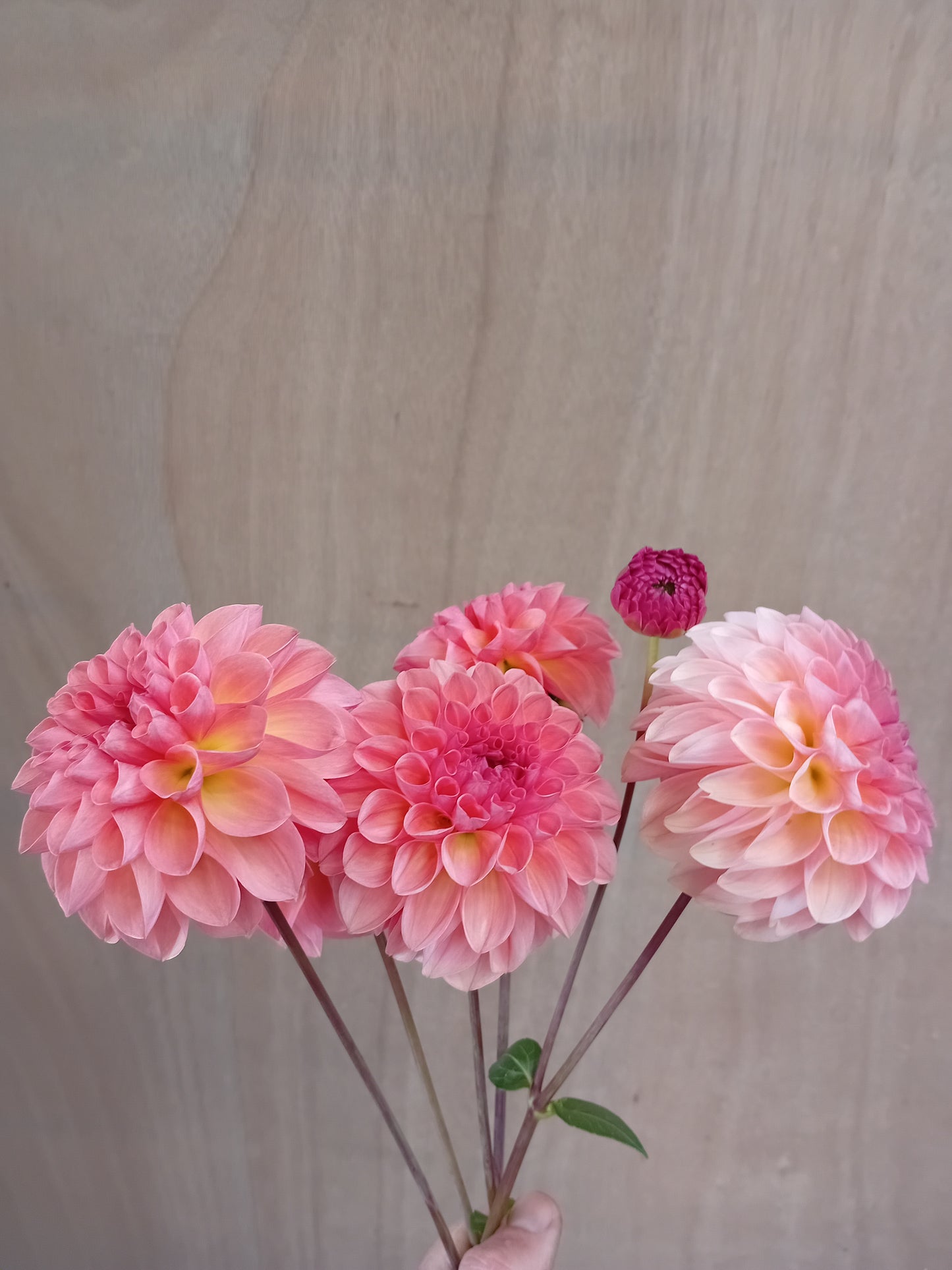 Dahlia Tuber: Sebastian