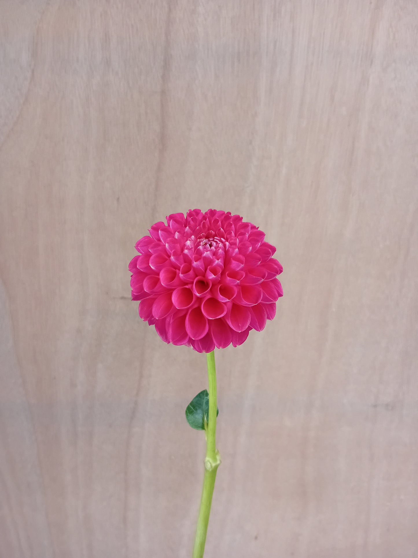 Dahlia Tuber: Jowey Frambo