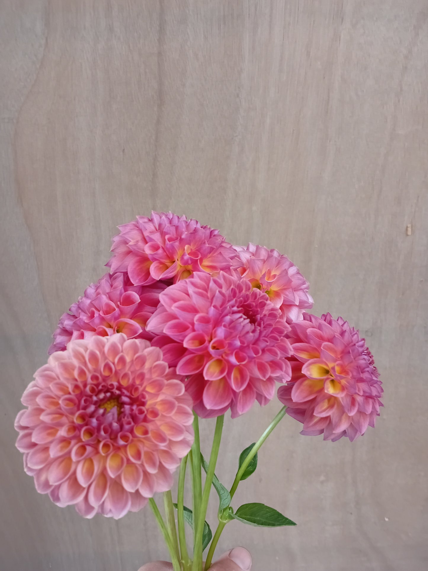 Dahlia Tuber: Hapet Coppery