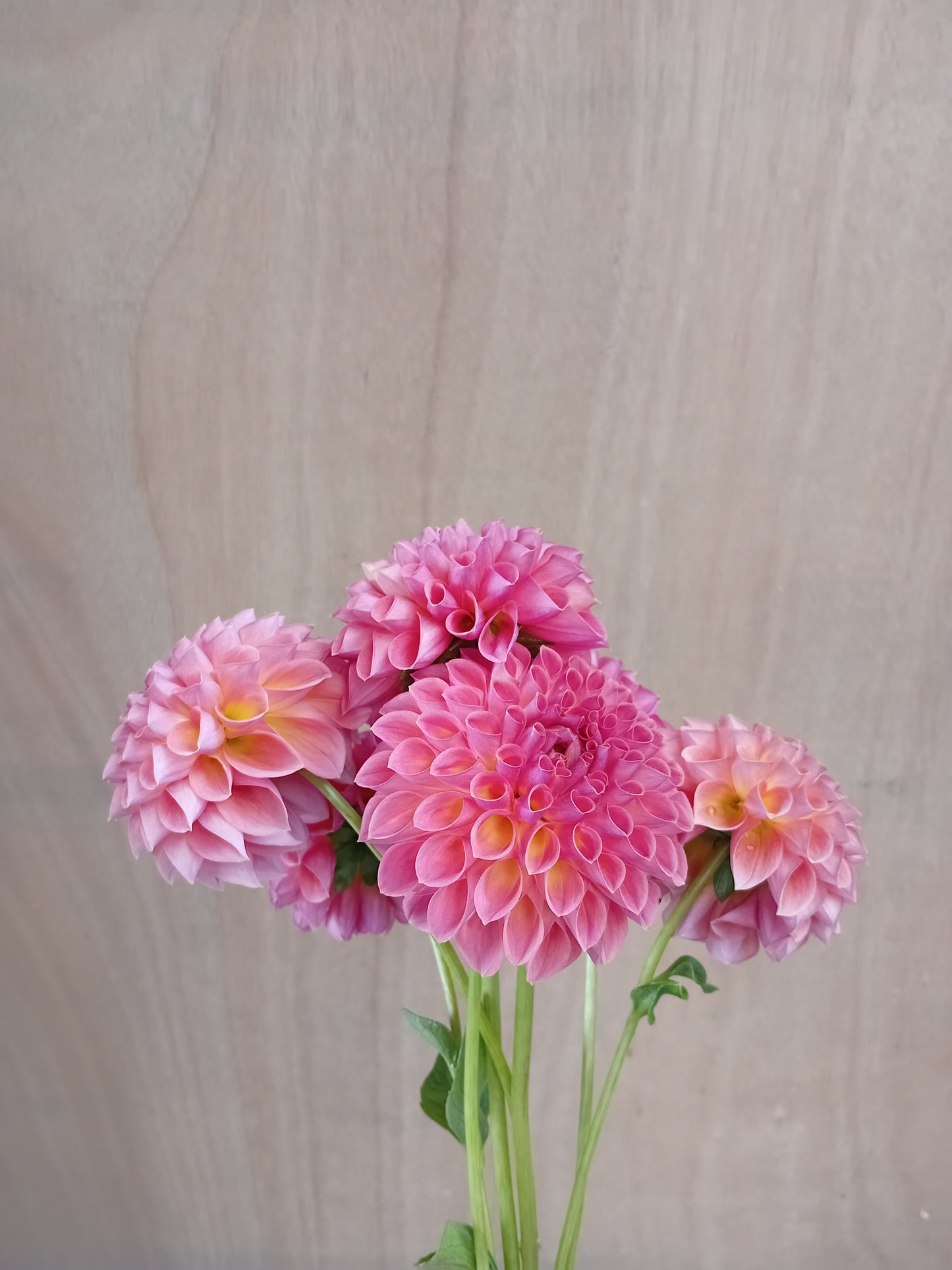 Dahlia Tuber: Hapet Coppery