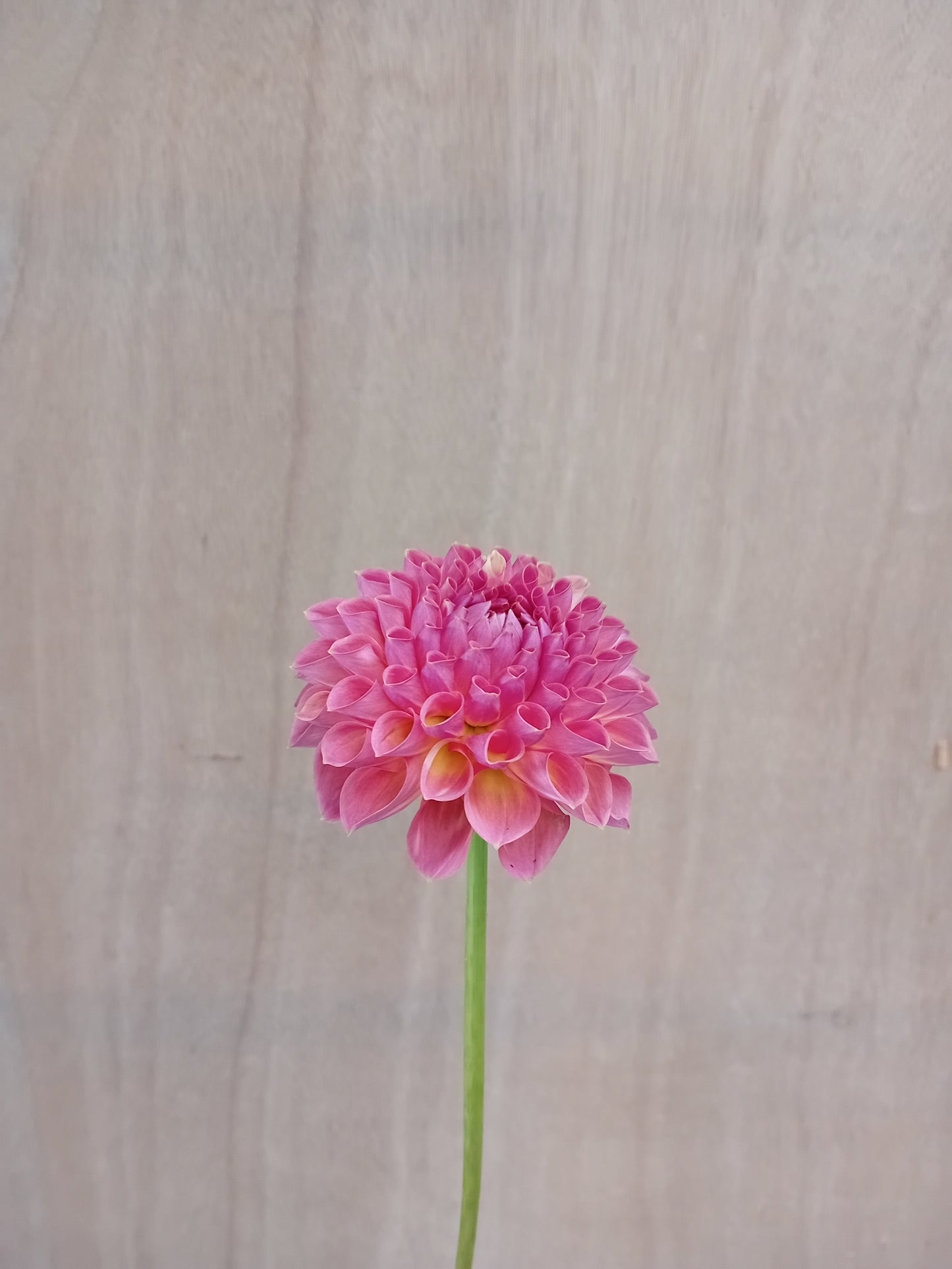 Dahlia Tuber: Hapet Coppery
