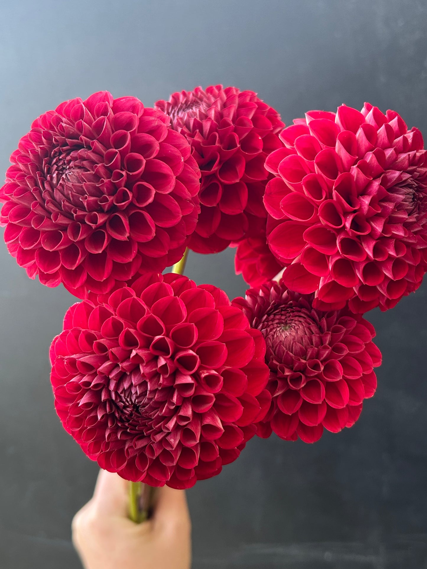 Dahlia Tuber: Kens Choice