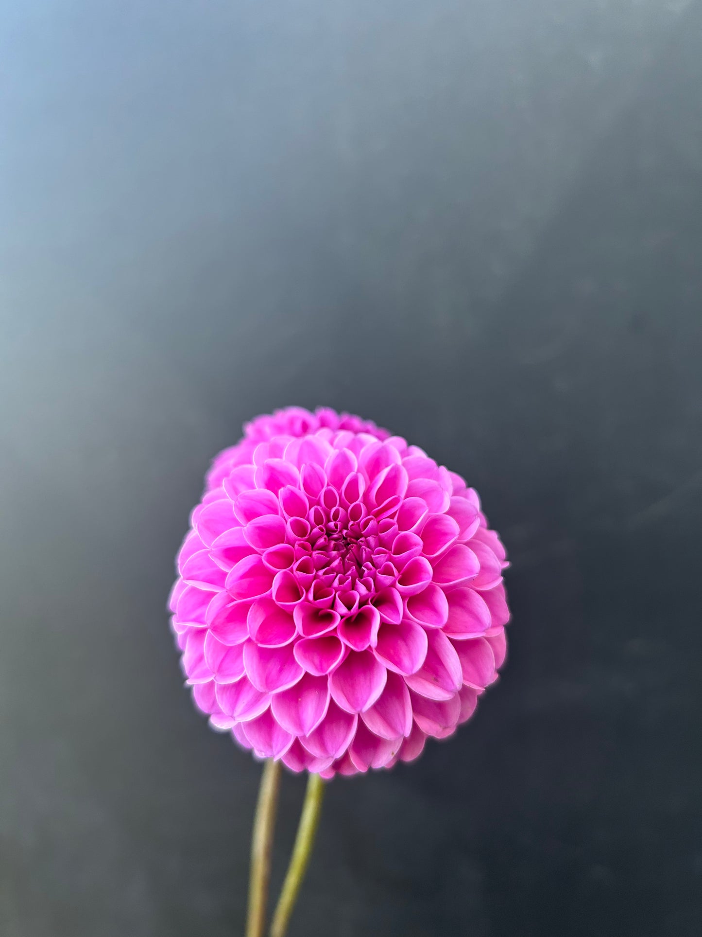 Dahlia Tuber: Jan Van Schaffelaar