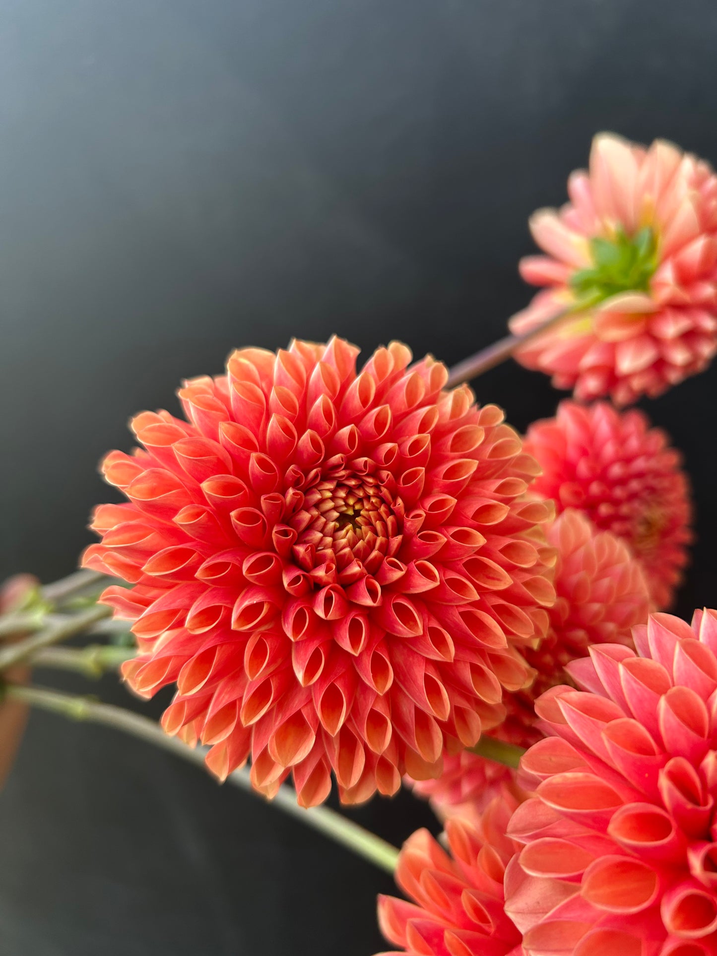 Dahlia Tuber: Jowey Linda