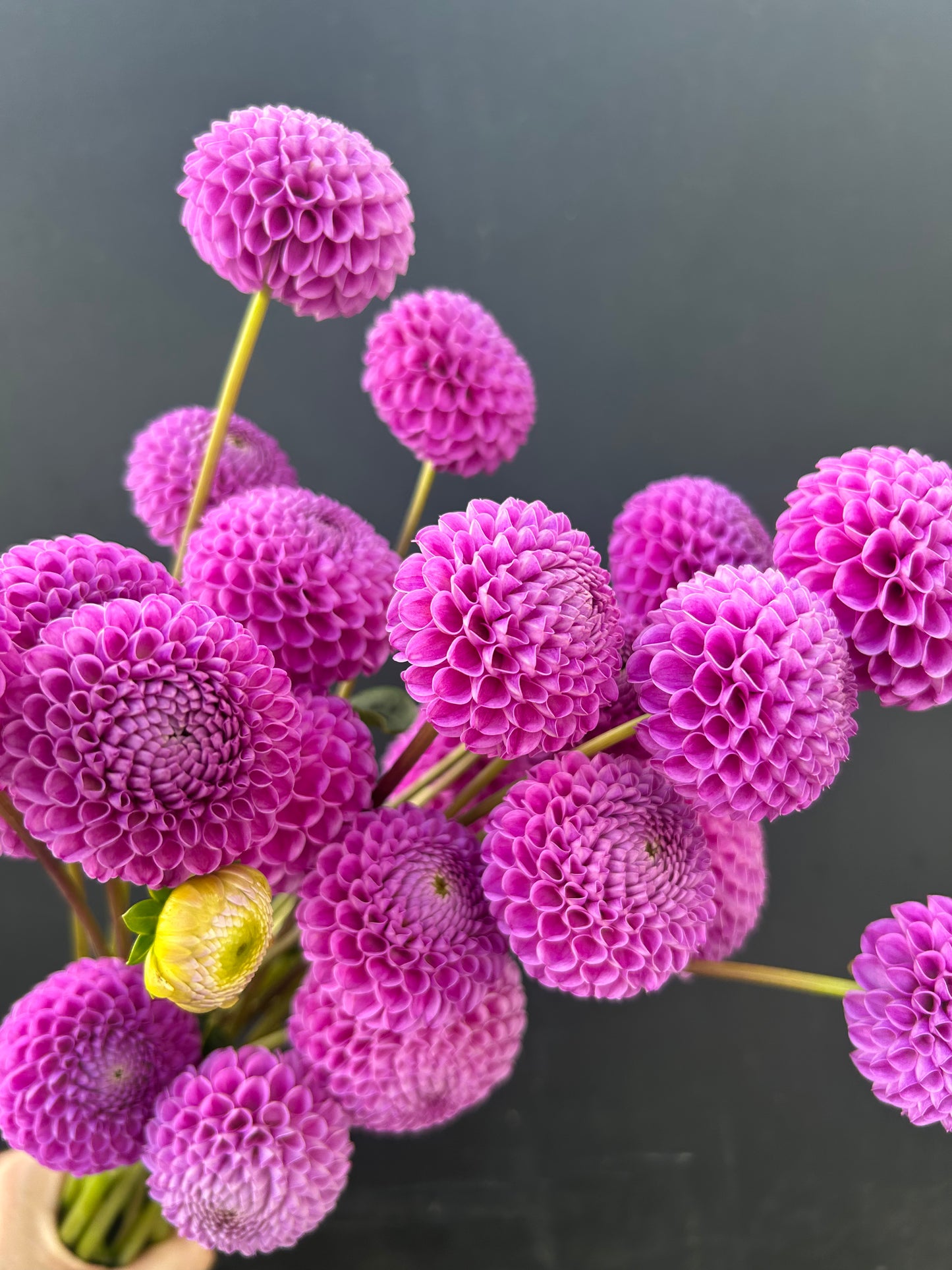 Dahlia Tuber: Franz Kafka