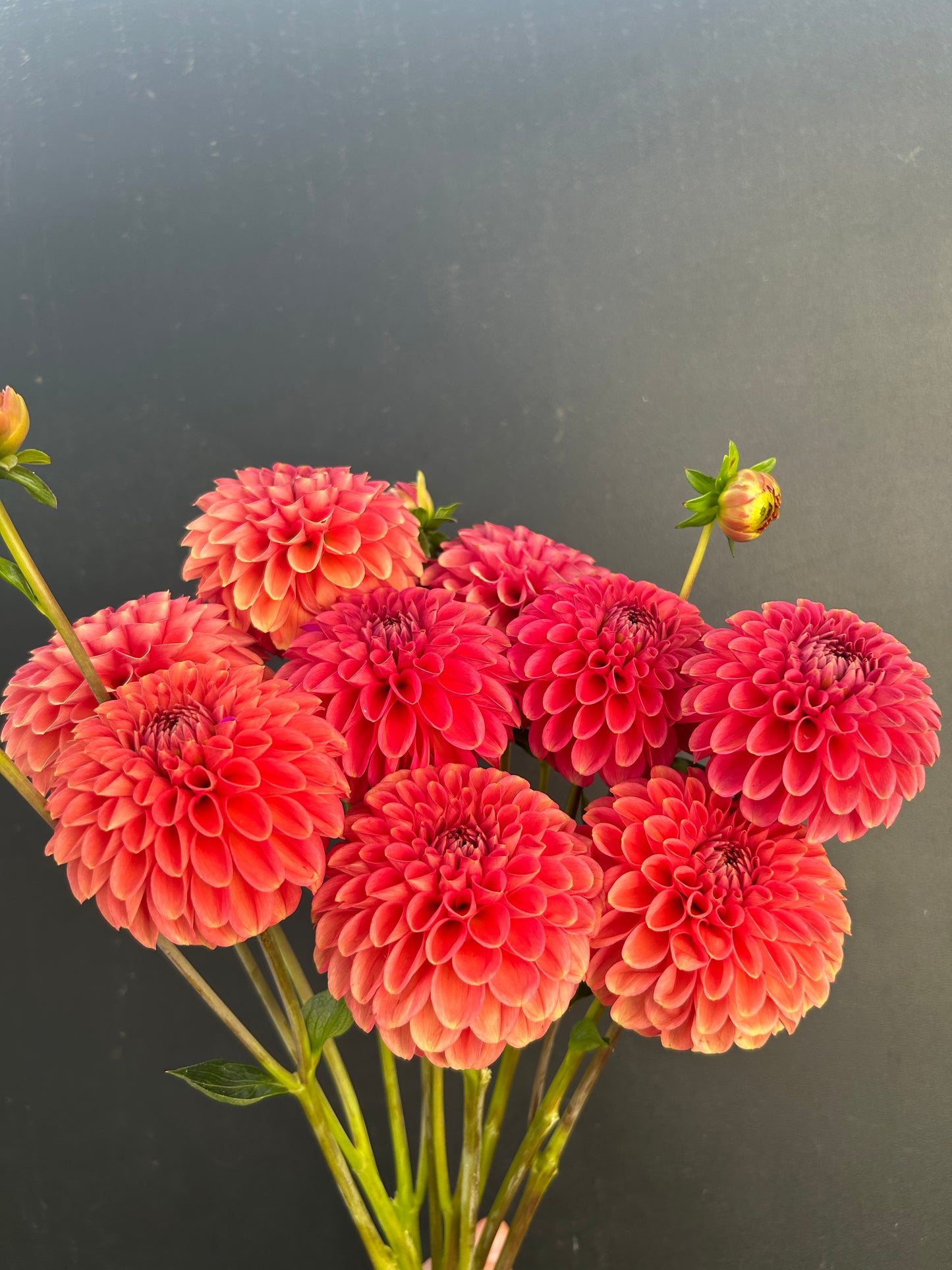 Dahlia Tuber: Zundert Mystery Fox