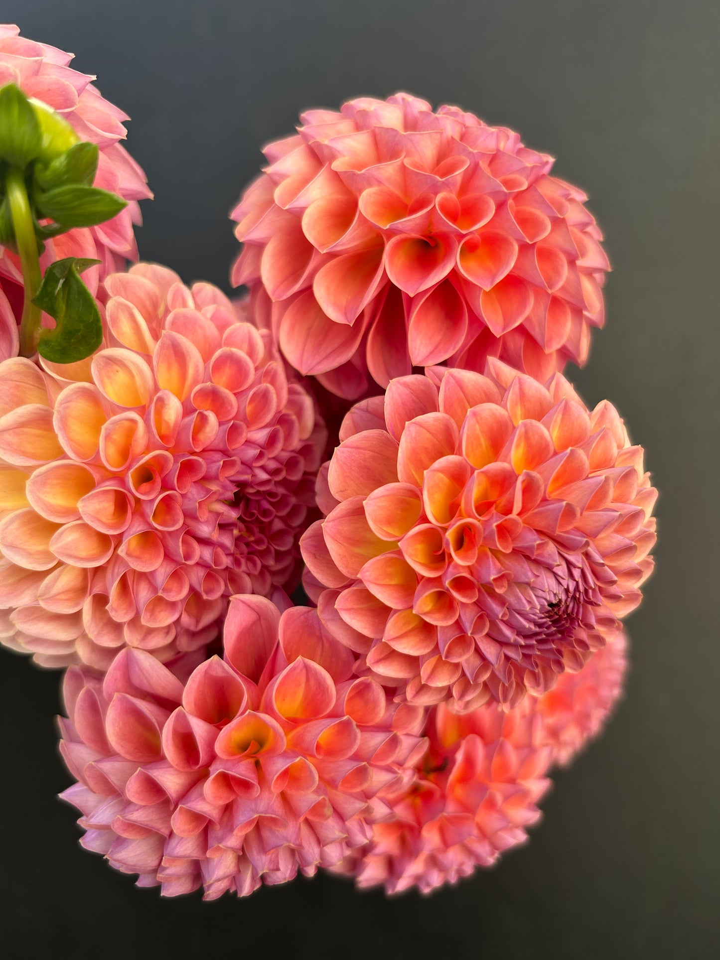 Dahlia Tuber: Hapet Coppery