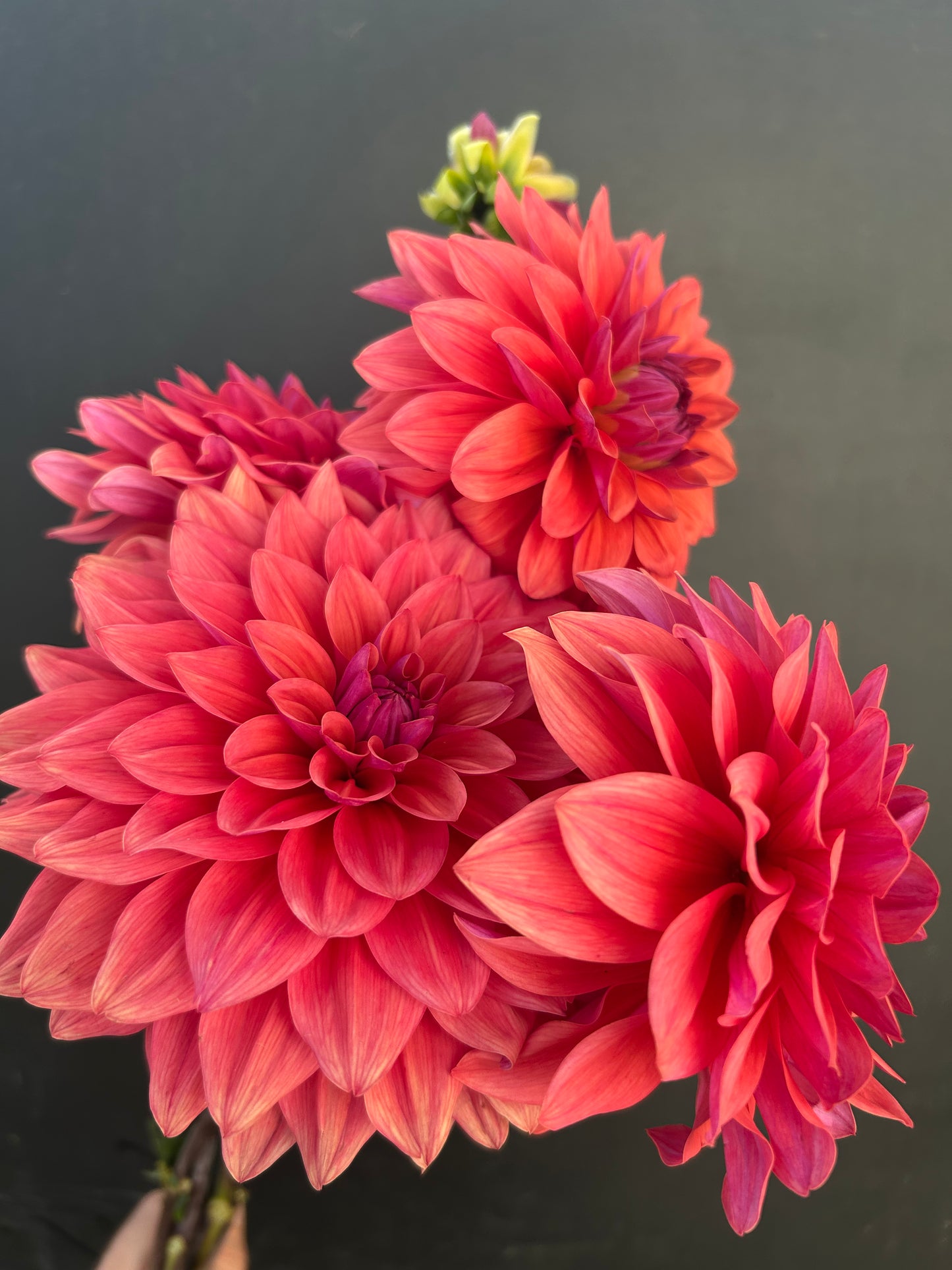 Dahlia Tuber: American Dawn