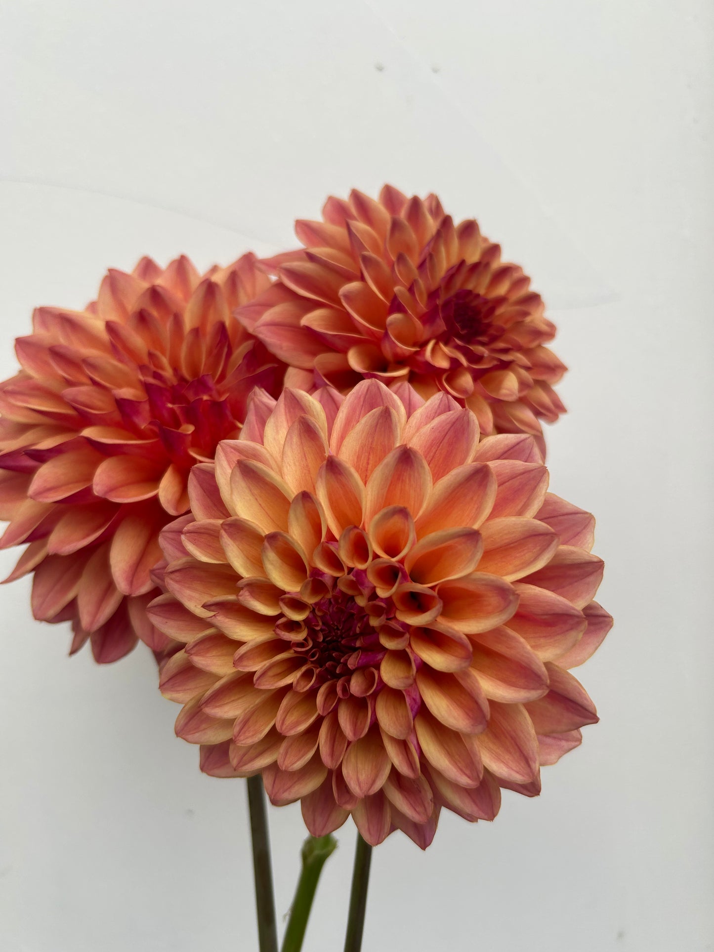 Dahlia Tuber: JCs Afterglow