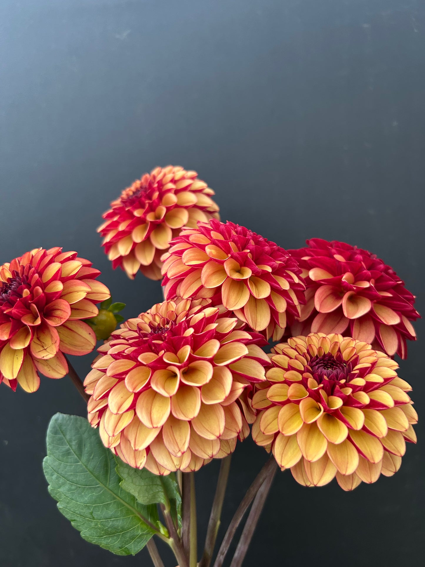 Dahlia Tuber: High Fidelity