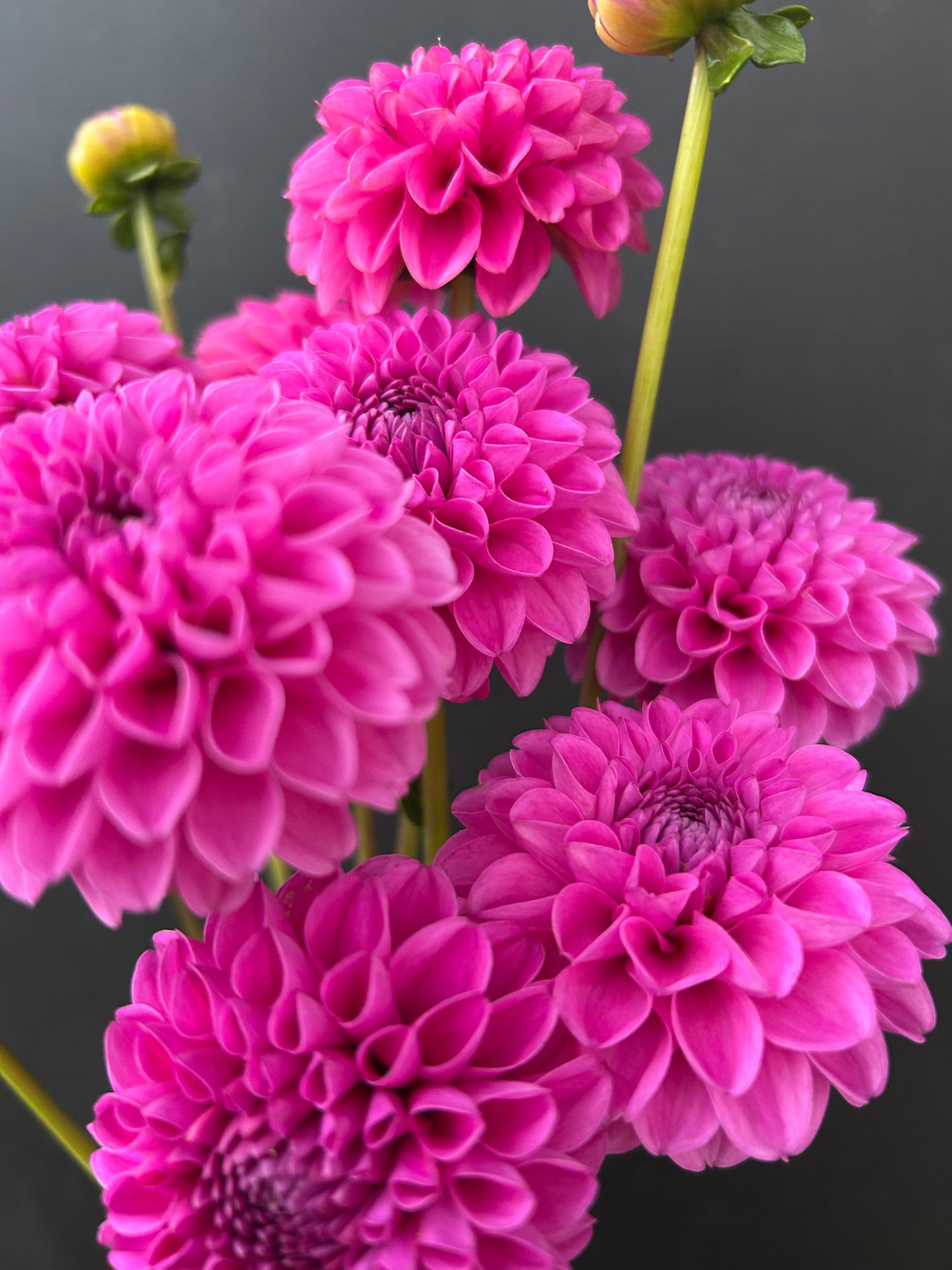 Dahlia Tuber: Marys Jomanda
