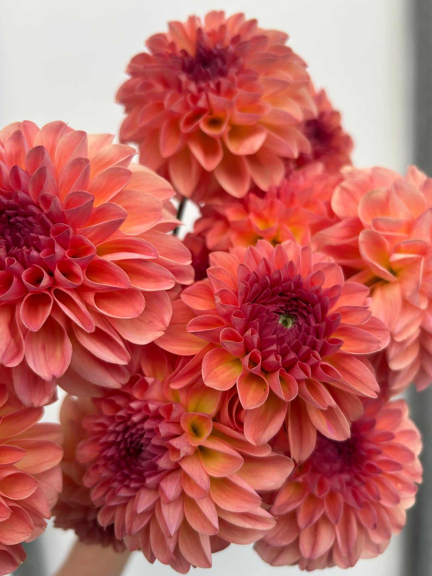 Dahlia Tuber: Sebastian