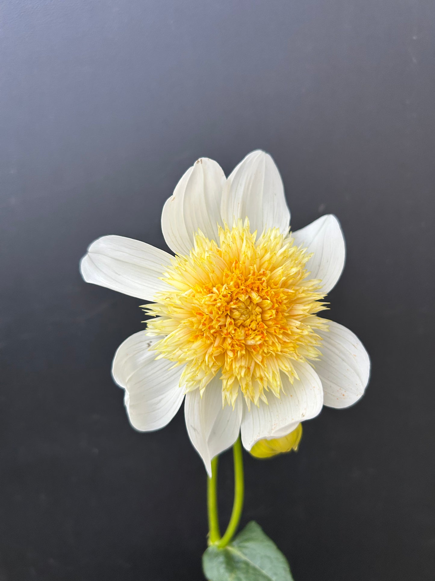 Dahlia Tuber: Platinum Blonde
