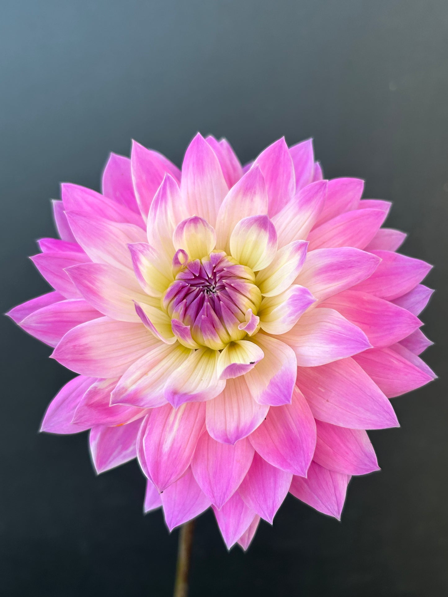 Dahlia Tuber: Delilah