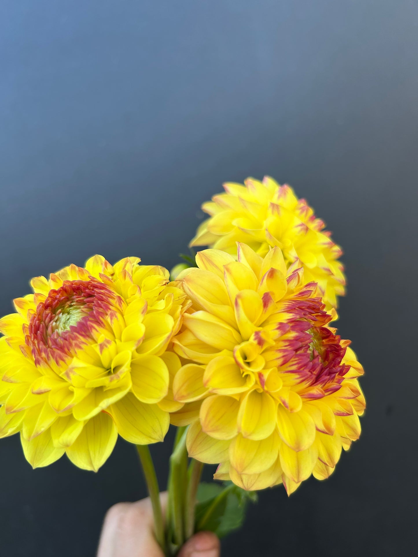 Dahlia Tuber: Sunny Boy