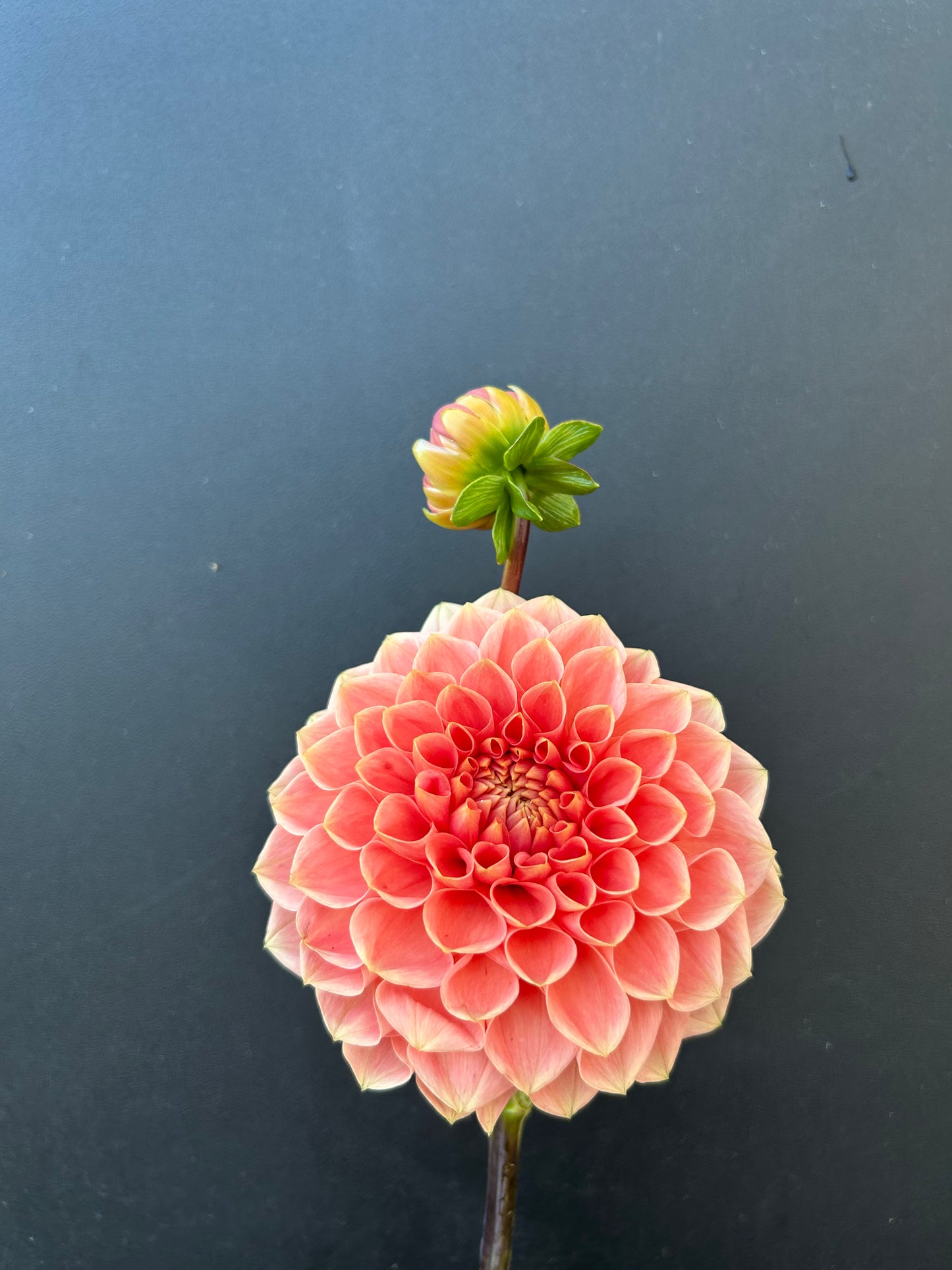 Dahlia Tuber: Romance