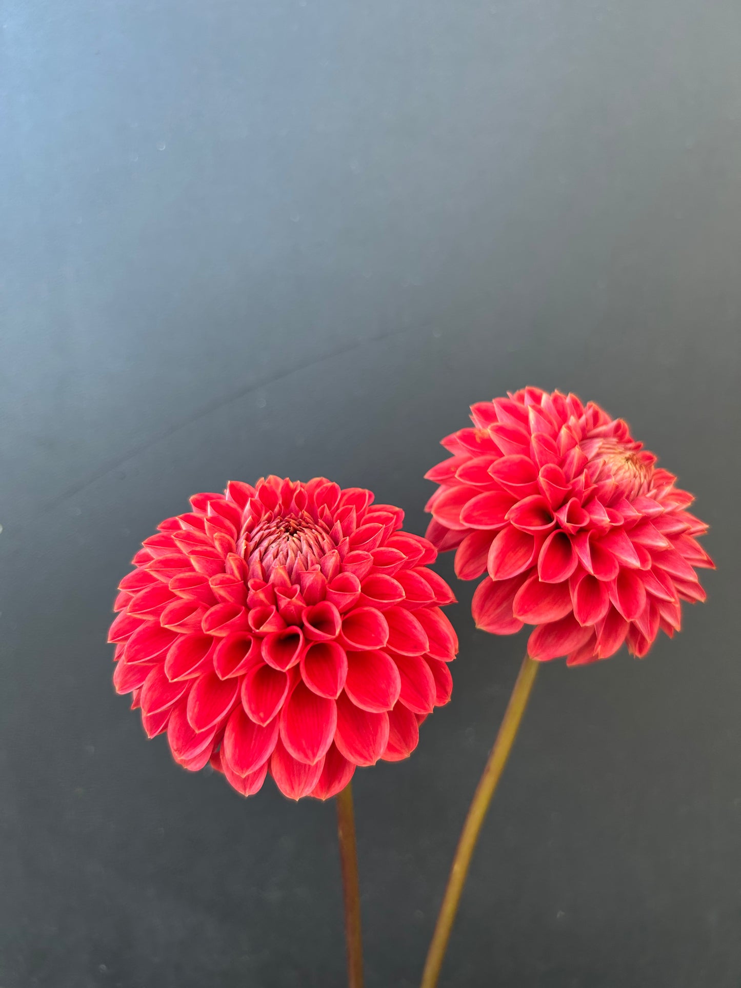 Dahlia Tuber: Tempest