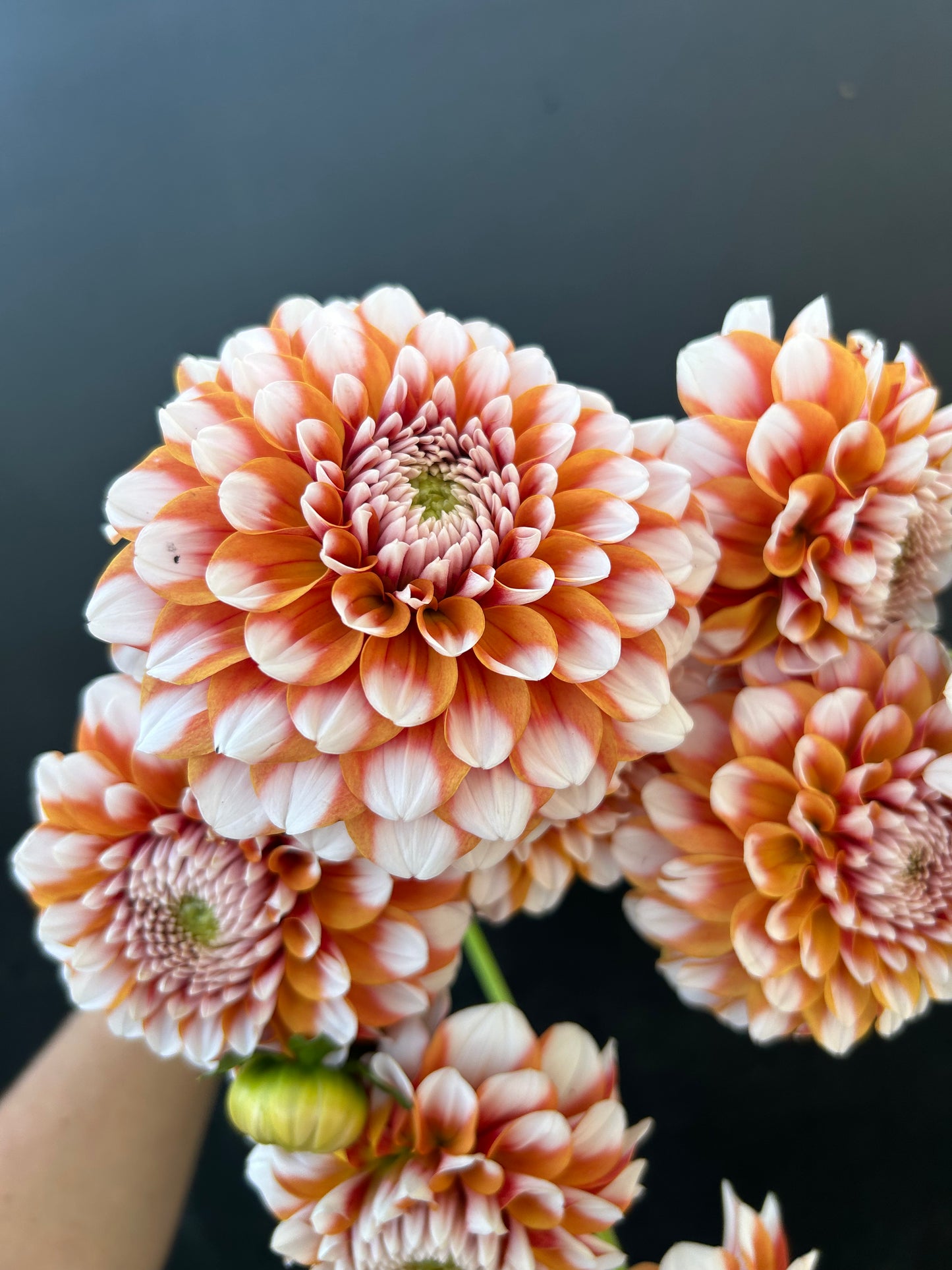 Dahlia Tuber: Tangerine Dream