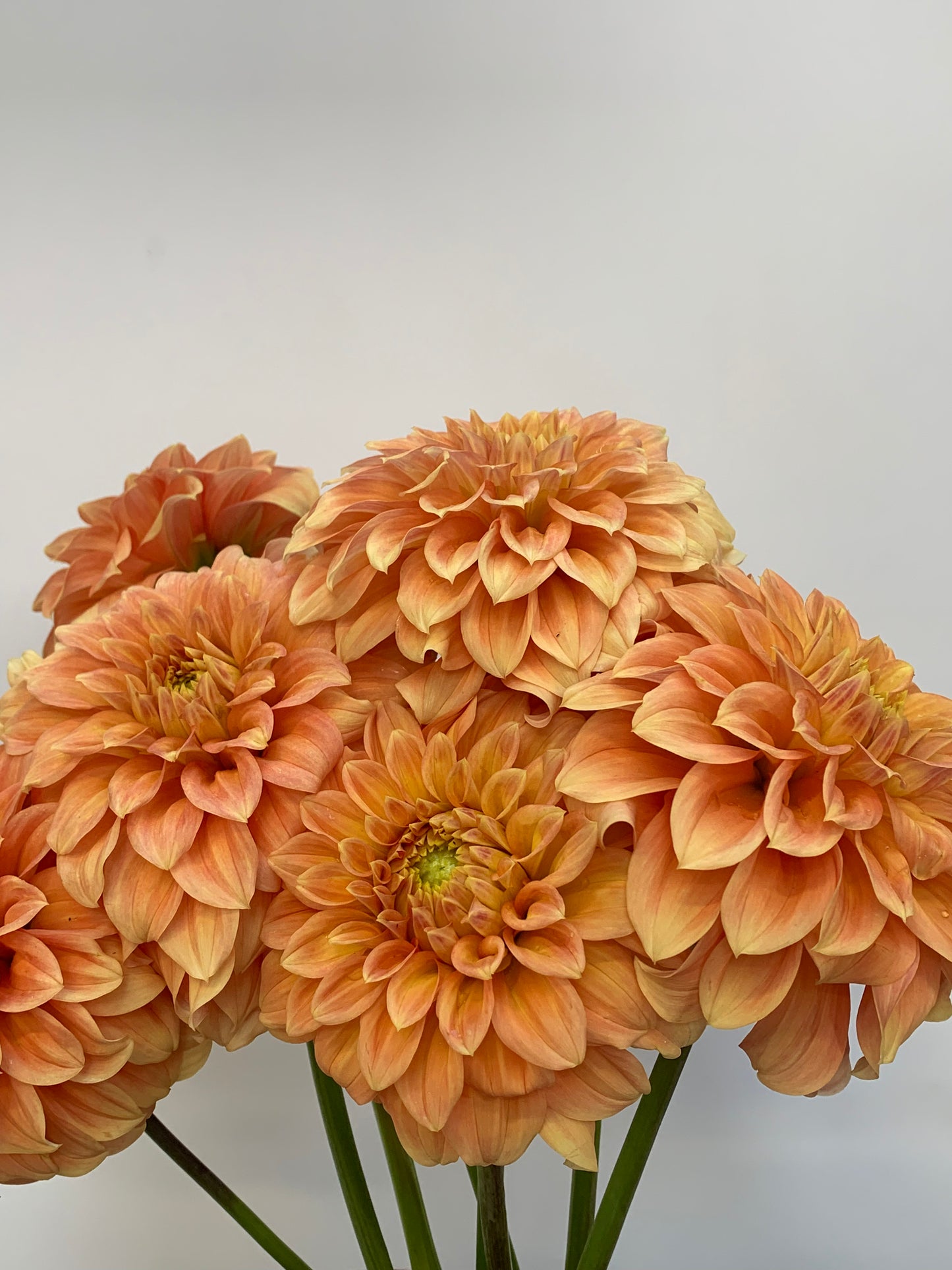 Dahlia Tuber: Bracken Palomino