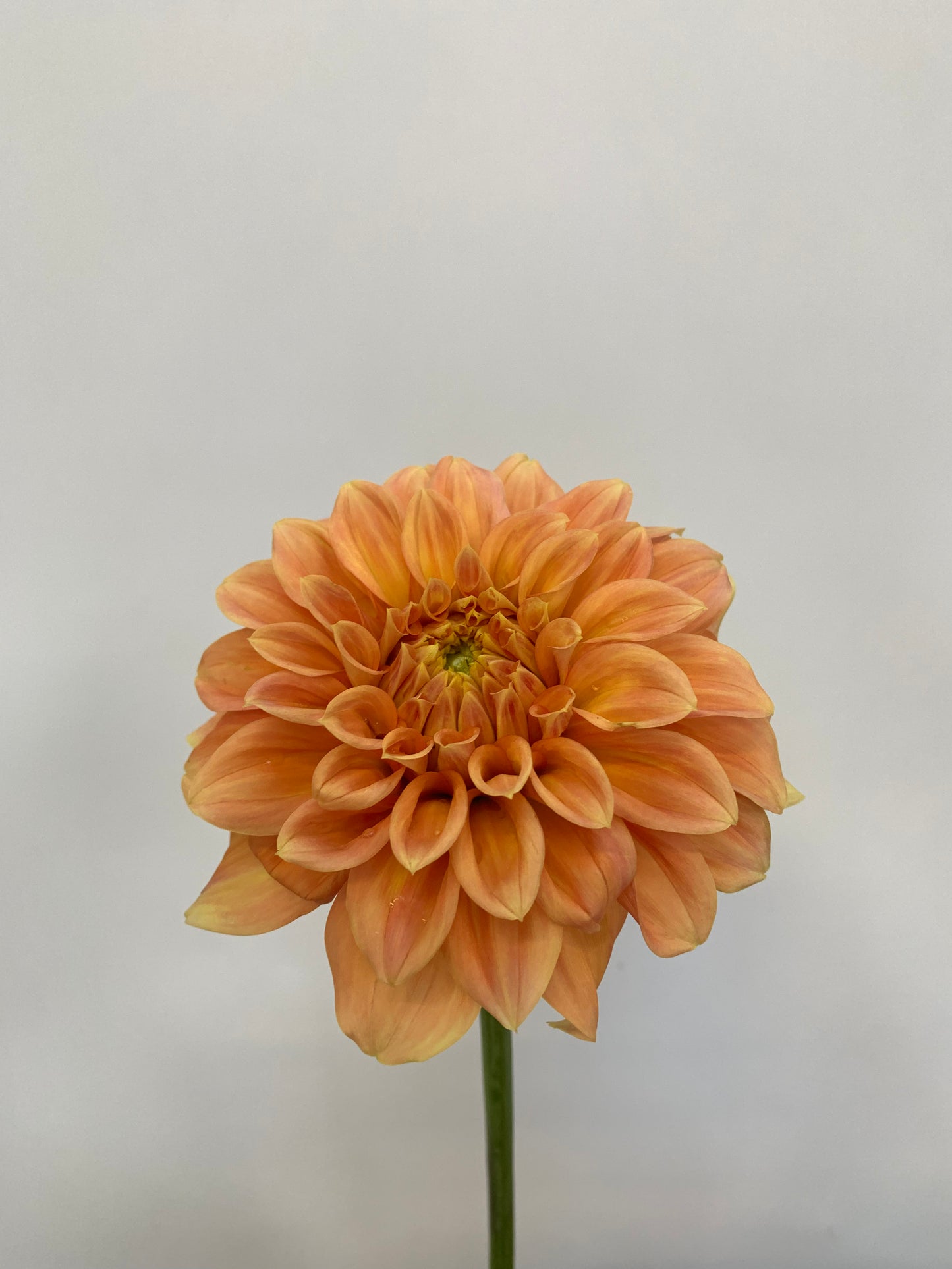 Dahlia Tuber: Bracken Palomino