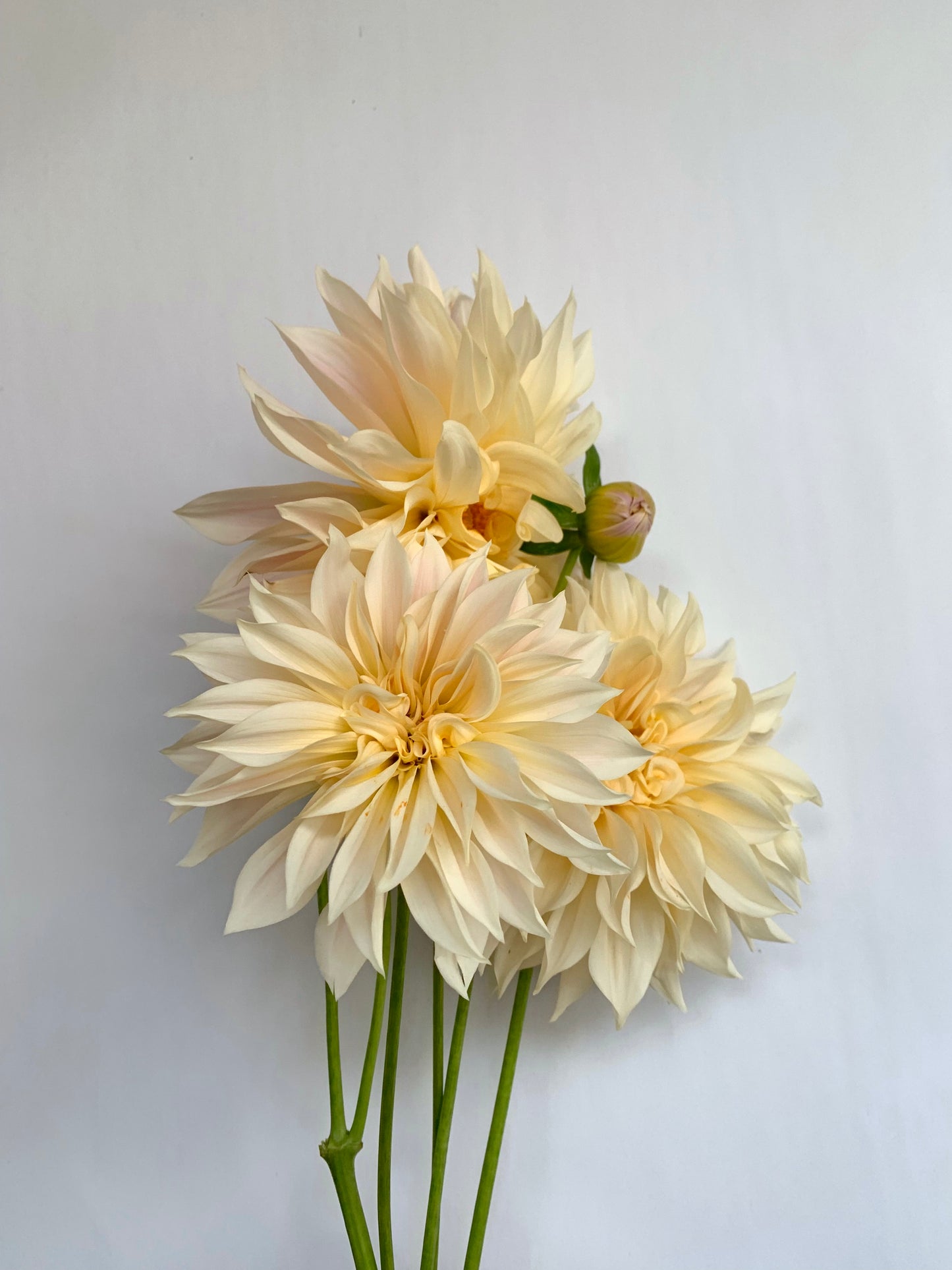 Dahlia Tuber: Cafe Au Lait