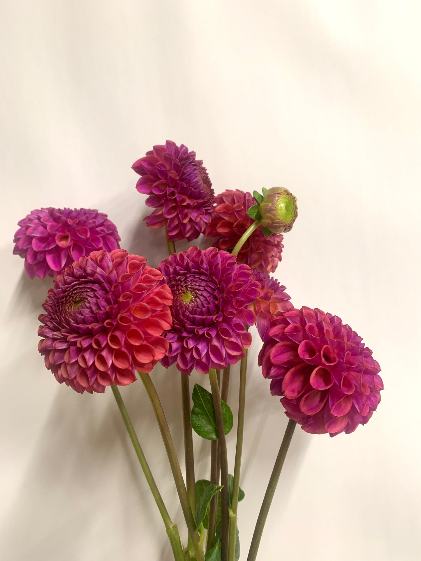 Dahlia Tuber: Caitlins Joy