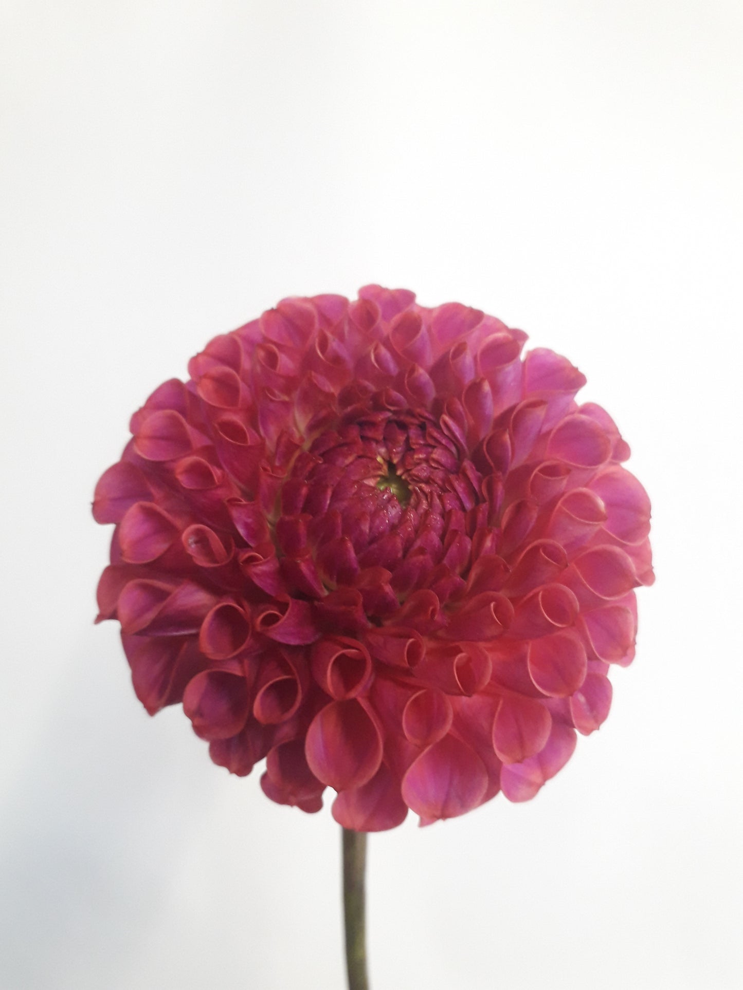 Dahlia Tuber: Caitlins Joy
