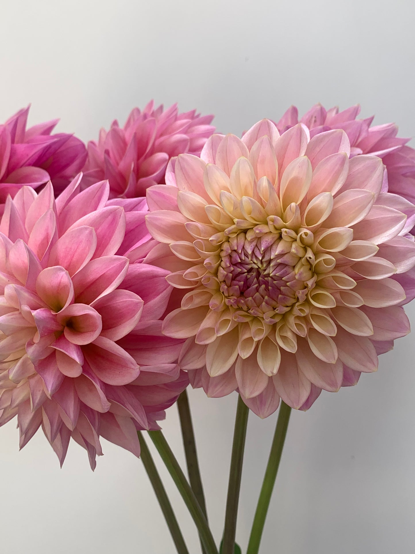 Dahlia Tuber: Coralie