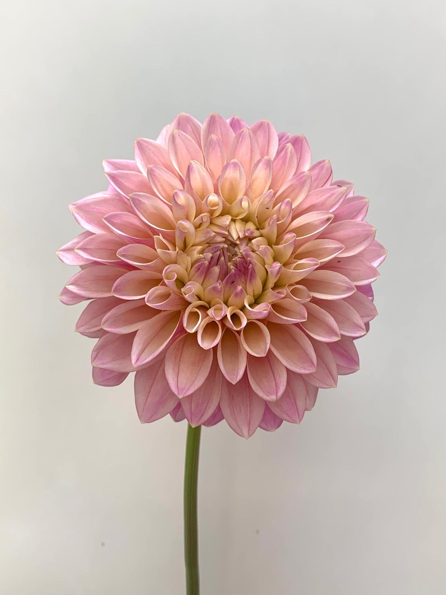 Dahlia Tuber: Coralie