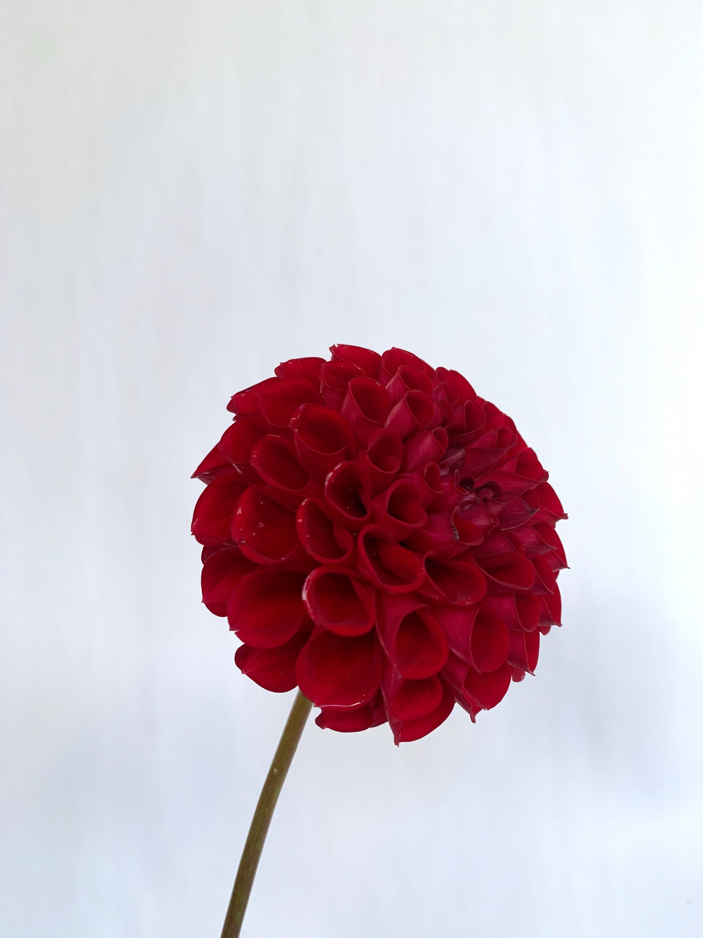 Dahlia Tuber: Kens Choice