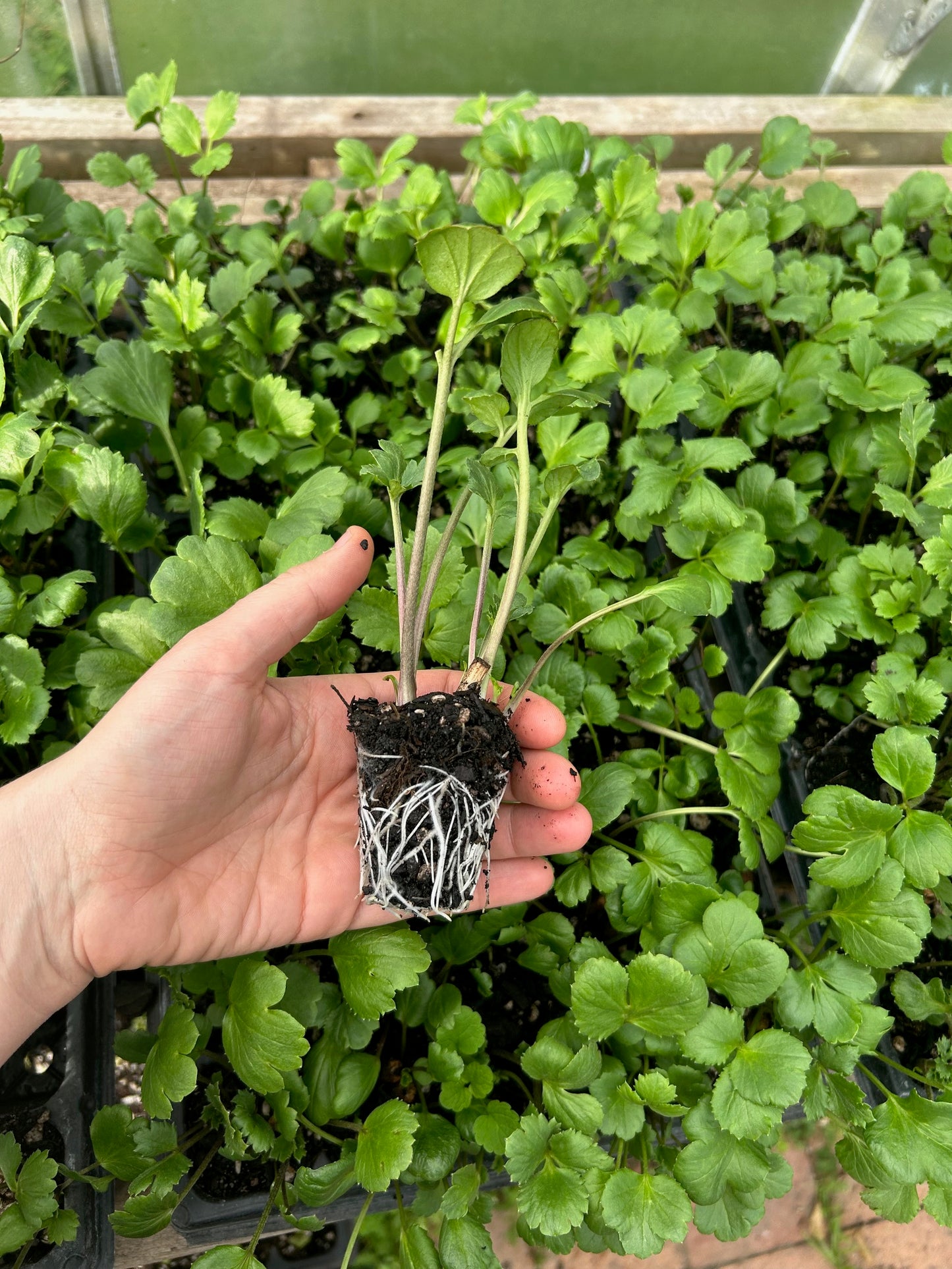 RANUNCULUS SEEDLINGS - 6 pack - MIX - WHITE AND PINK
