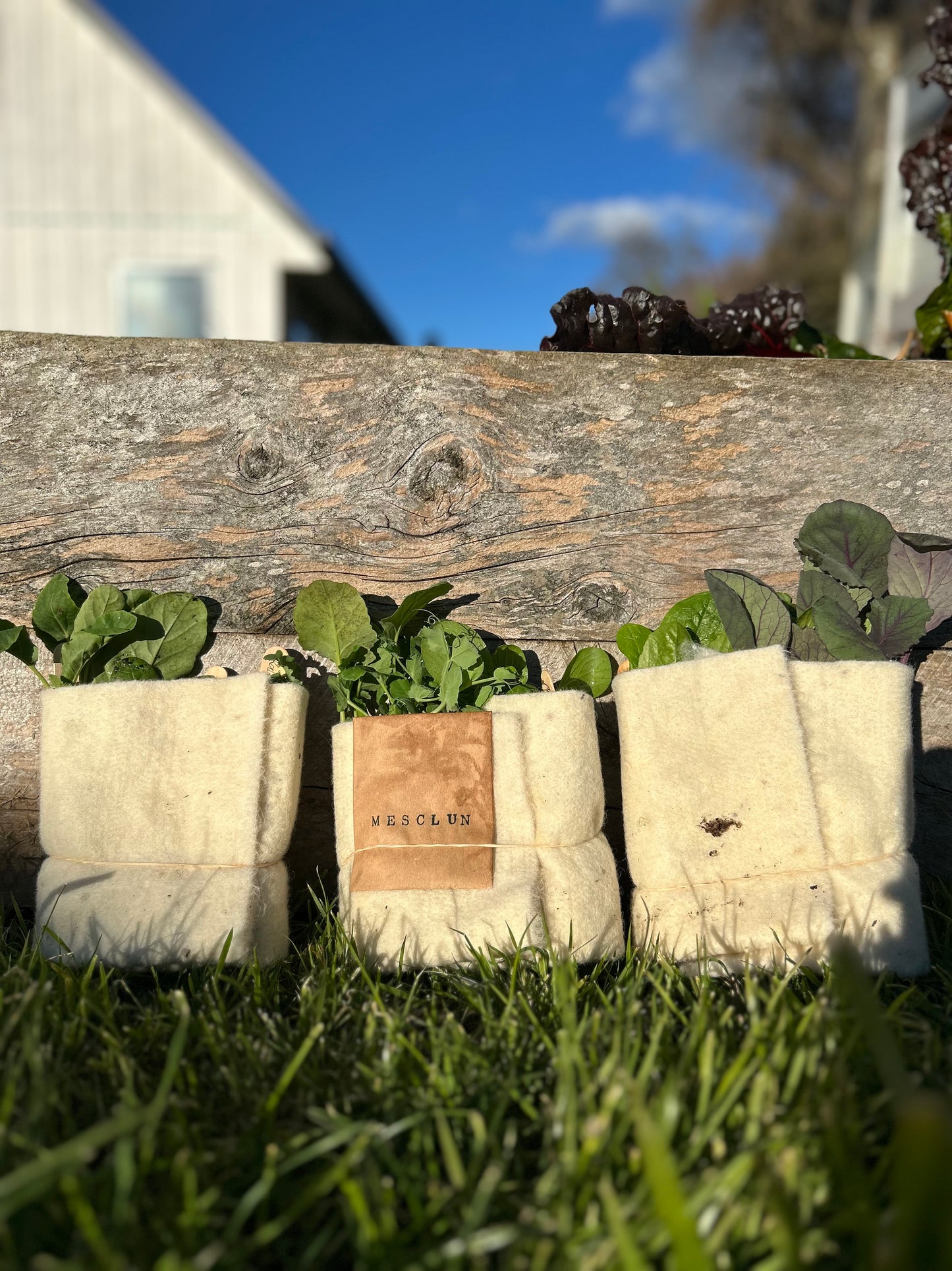The Full Year Garden Subscription - FREE SHIPPING* - FIRST BOX November 2025