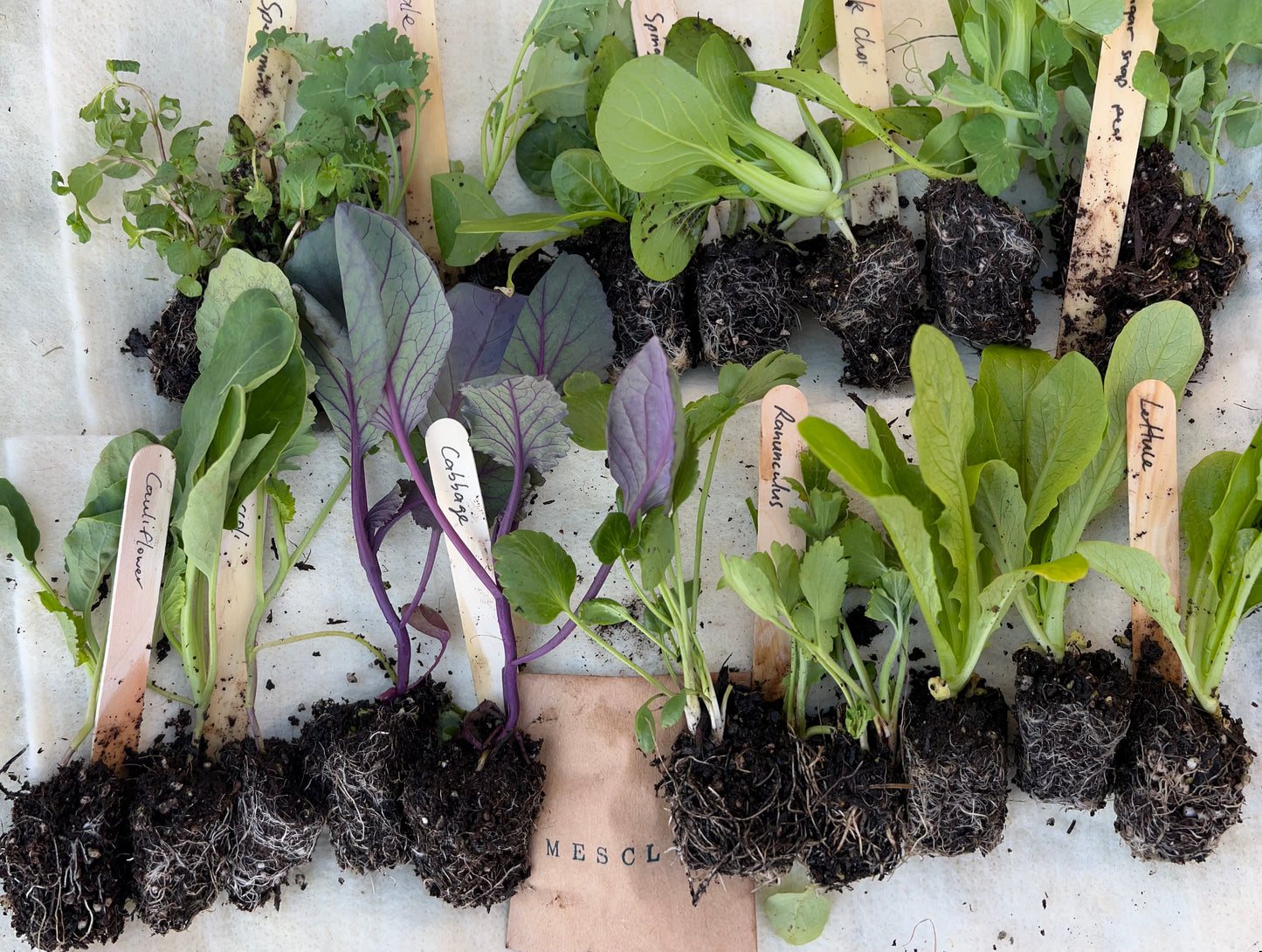 The Full Year Garden Subscription - FREE SHIPPING* - FIRST BOX November 2025