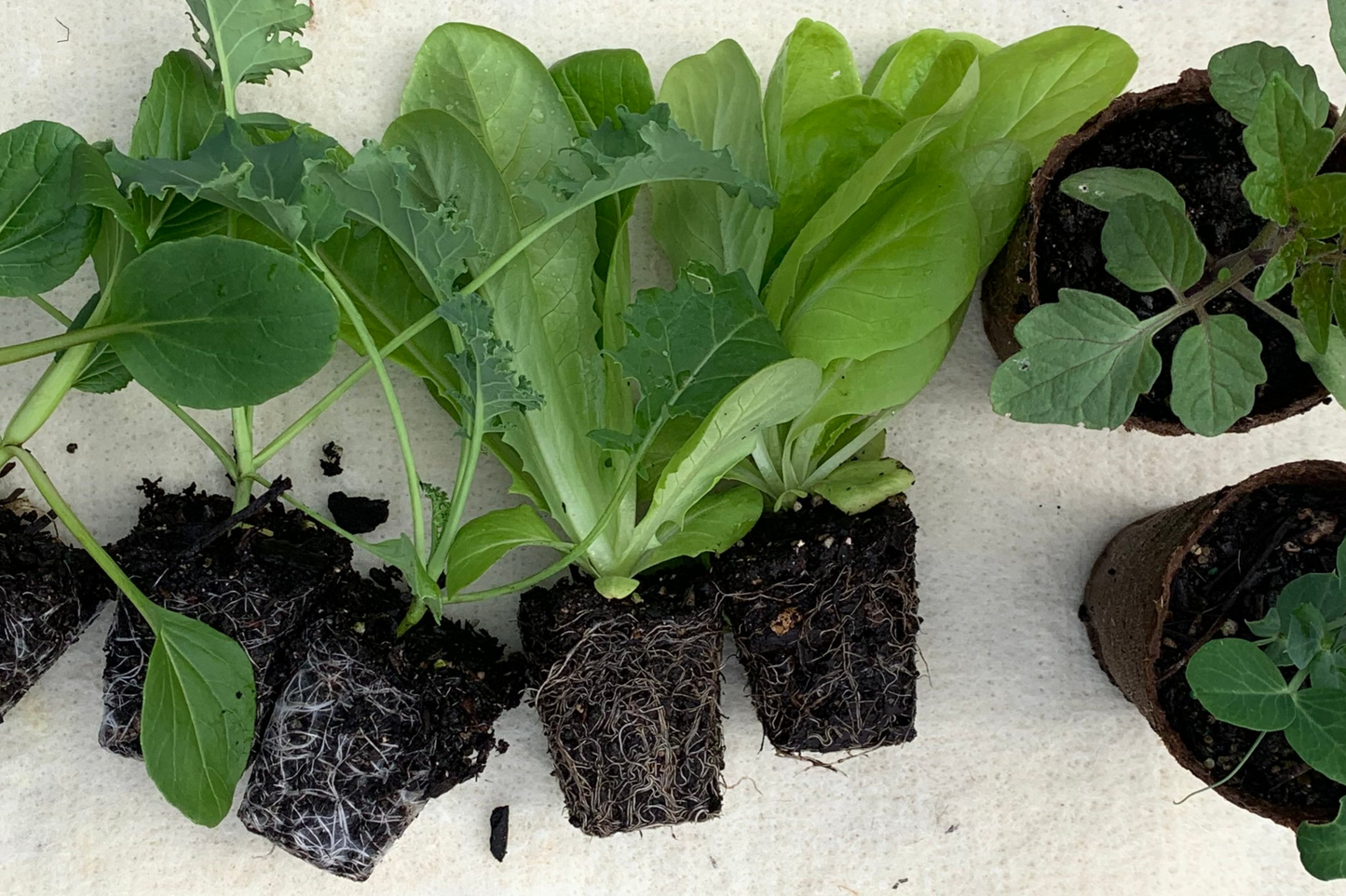 The Full Year Garden Subscription - FREE SHIPPING* - FIRST BOX November 2025