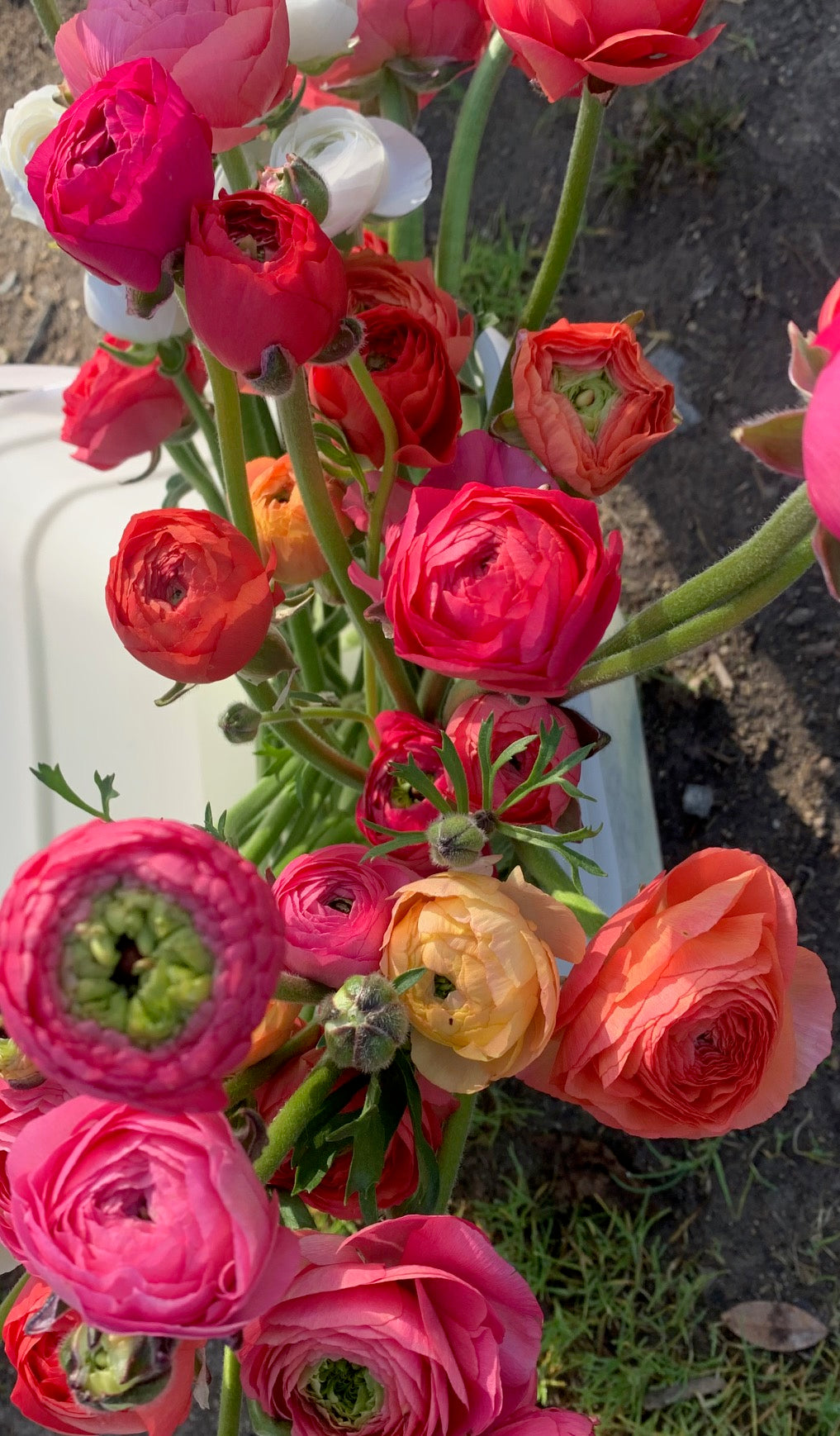 RANUNCULUS SEEDLINGS - 6 pack - SALMON
