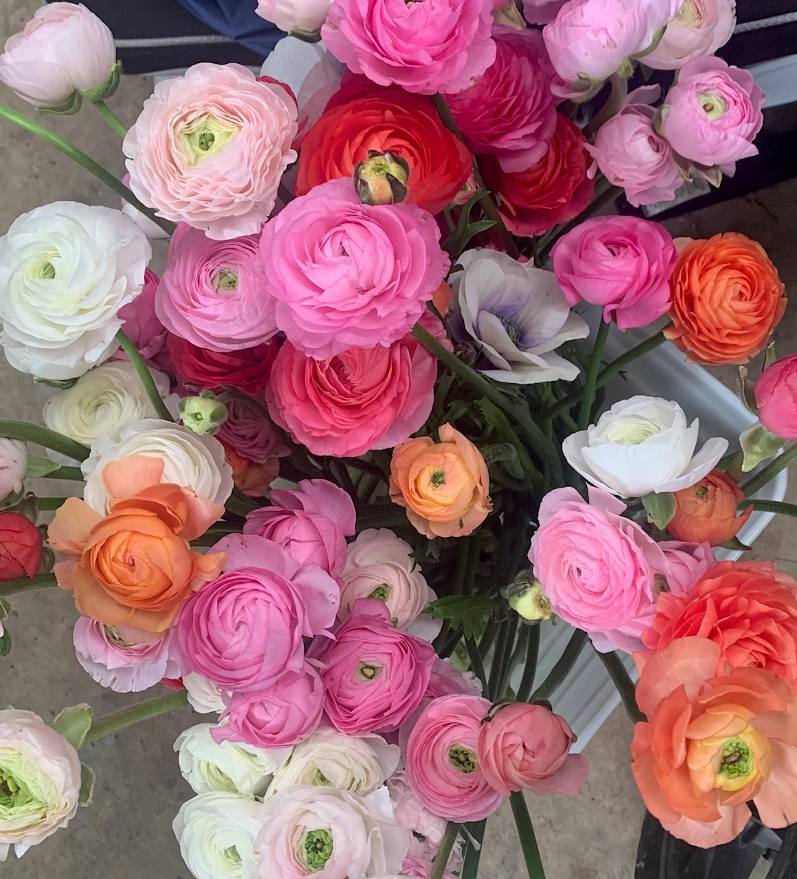 RANUNCULUS SEEDLINGS - 6 pack - MIX - WHITE AND PINK